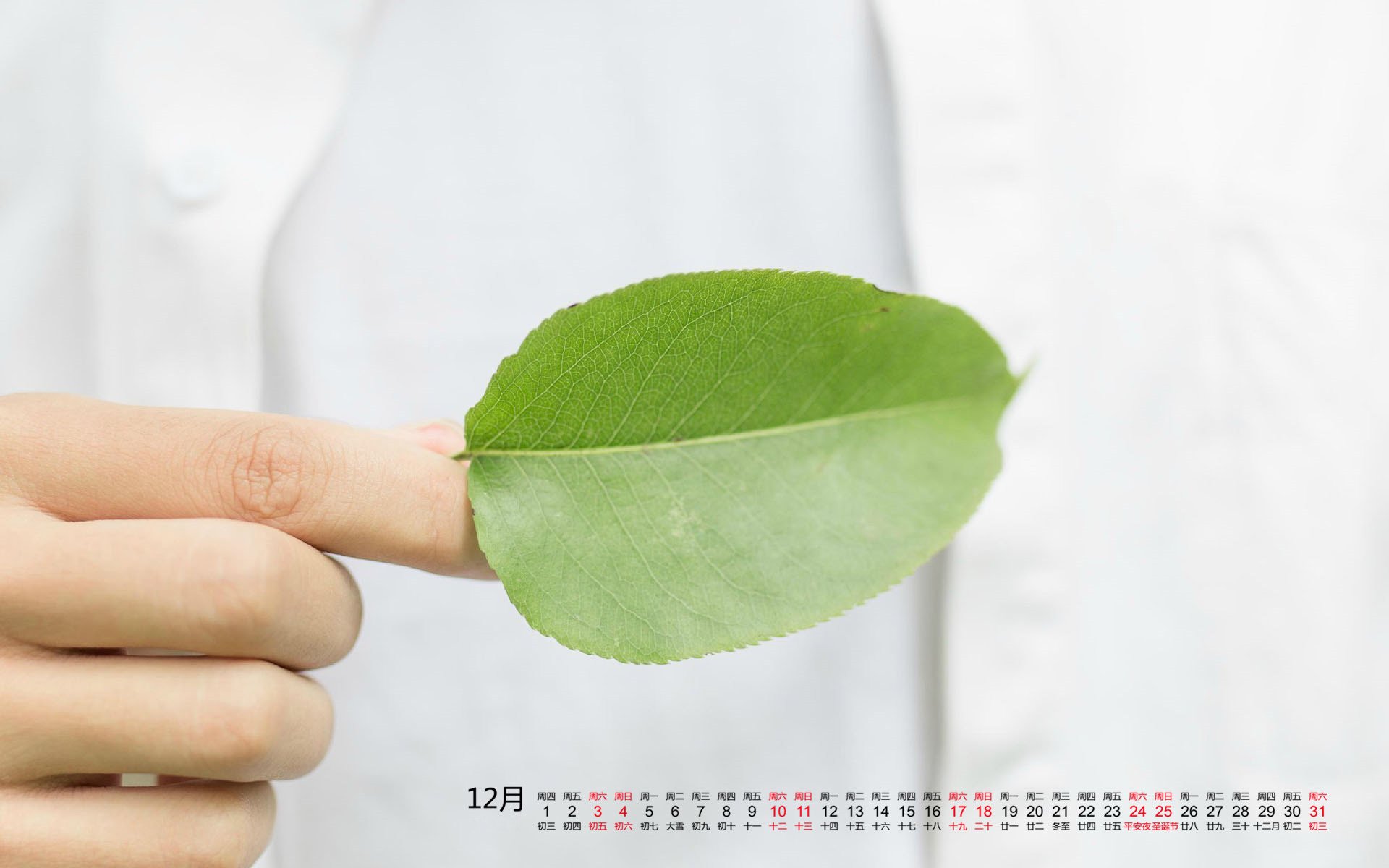 12月,叶子,小清新