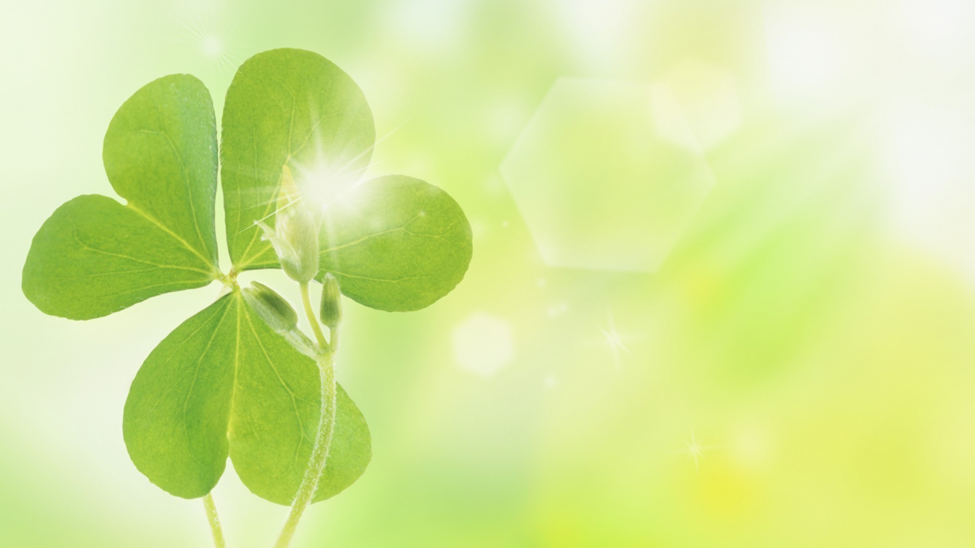 护眼壁纸,绿色,叶子,阳光