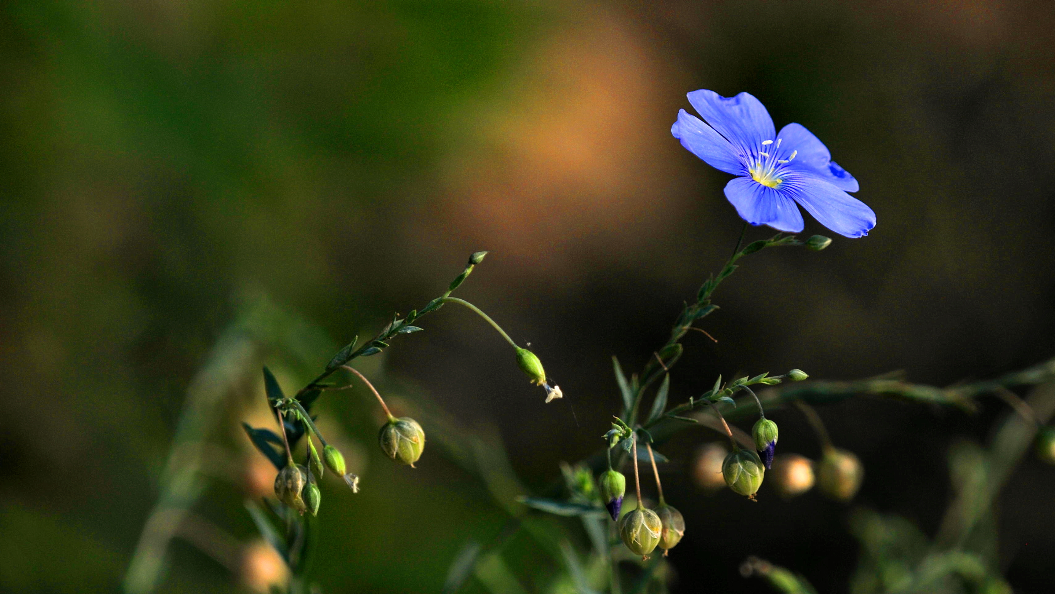 清新淡雅,花卉,微距