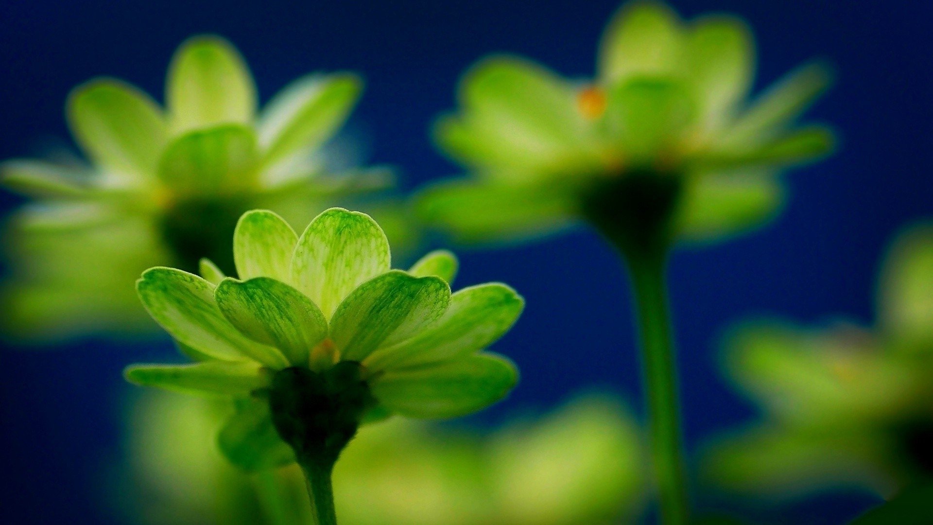 护眼壁纸,绿色,植物