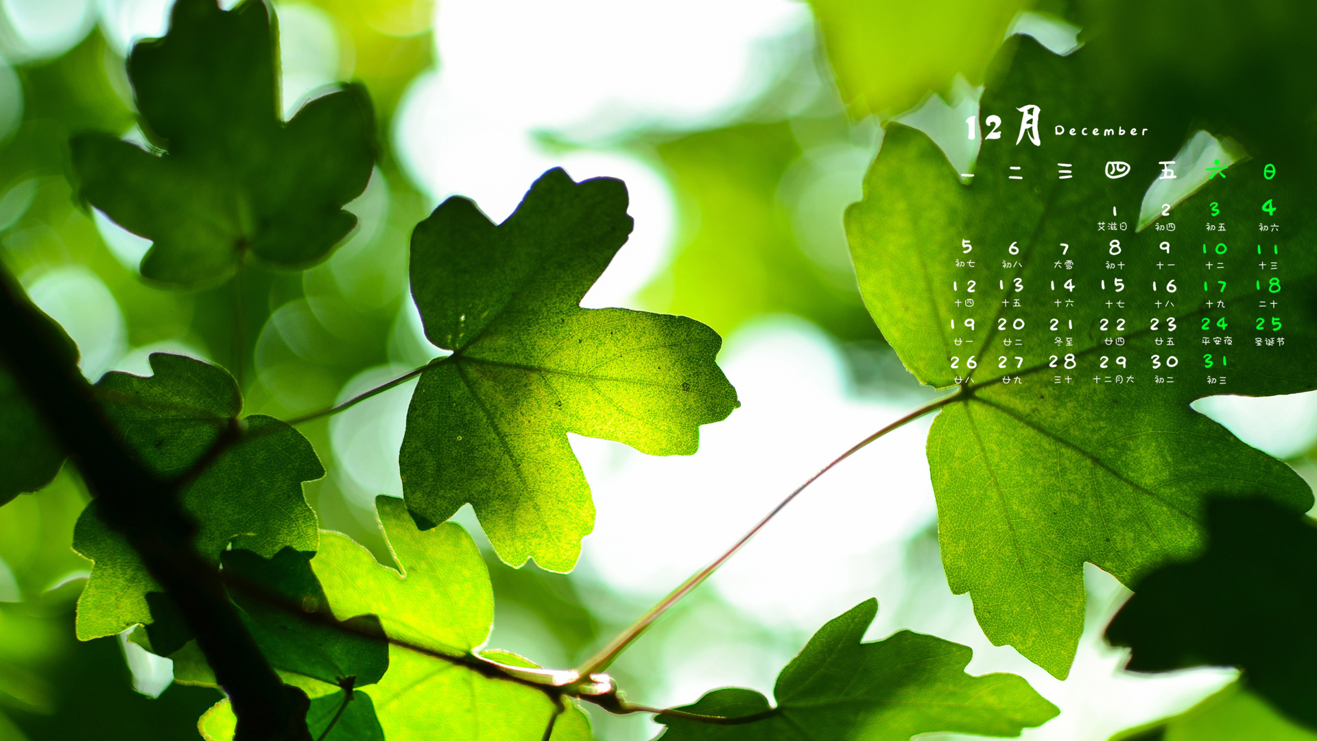 12月,护眼,植物,叶子,小清新