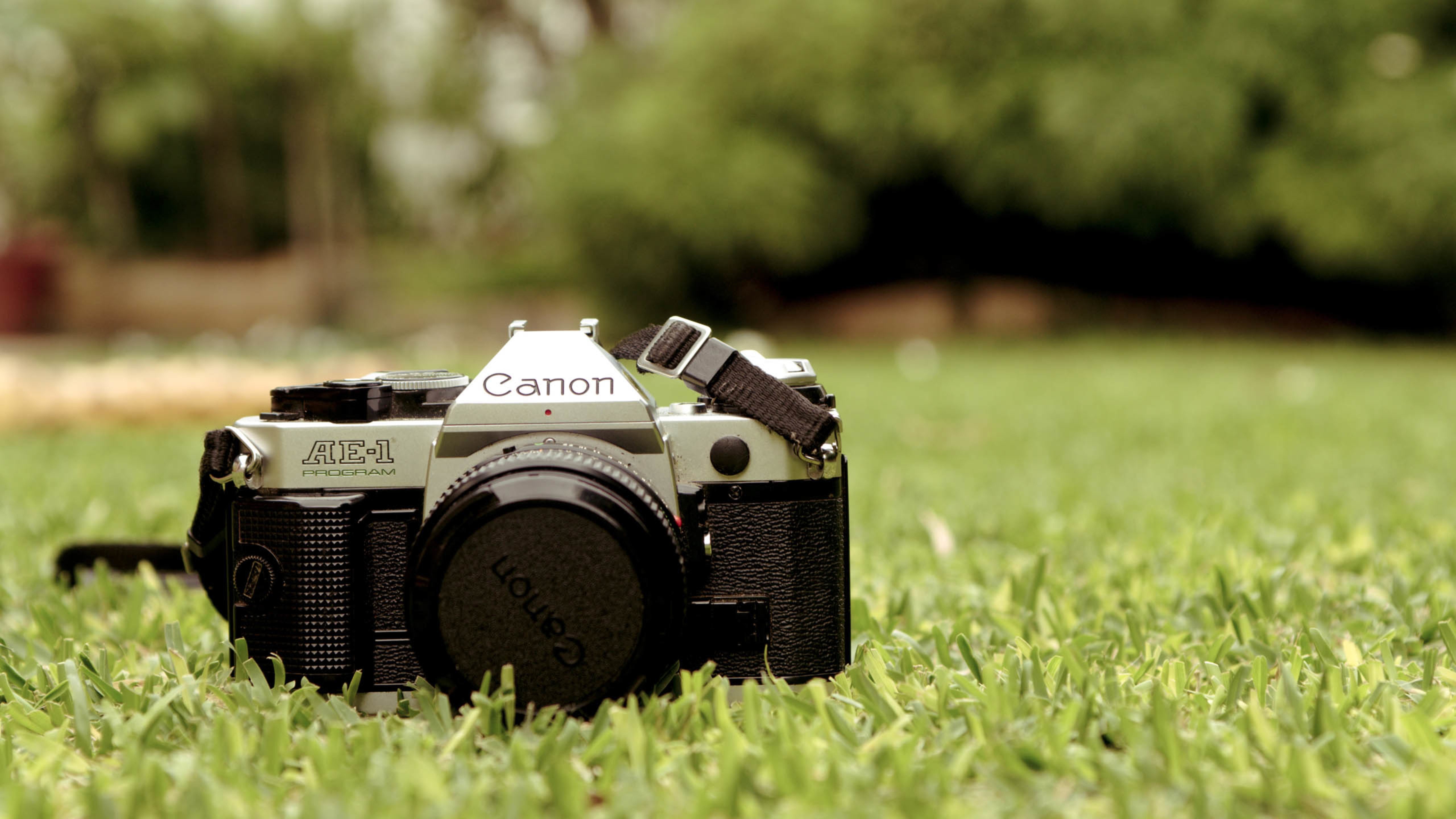 相机,草地,微距