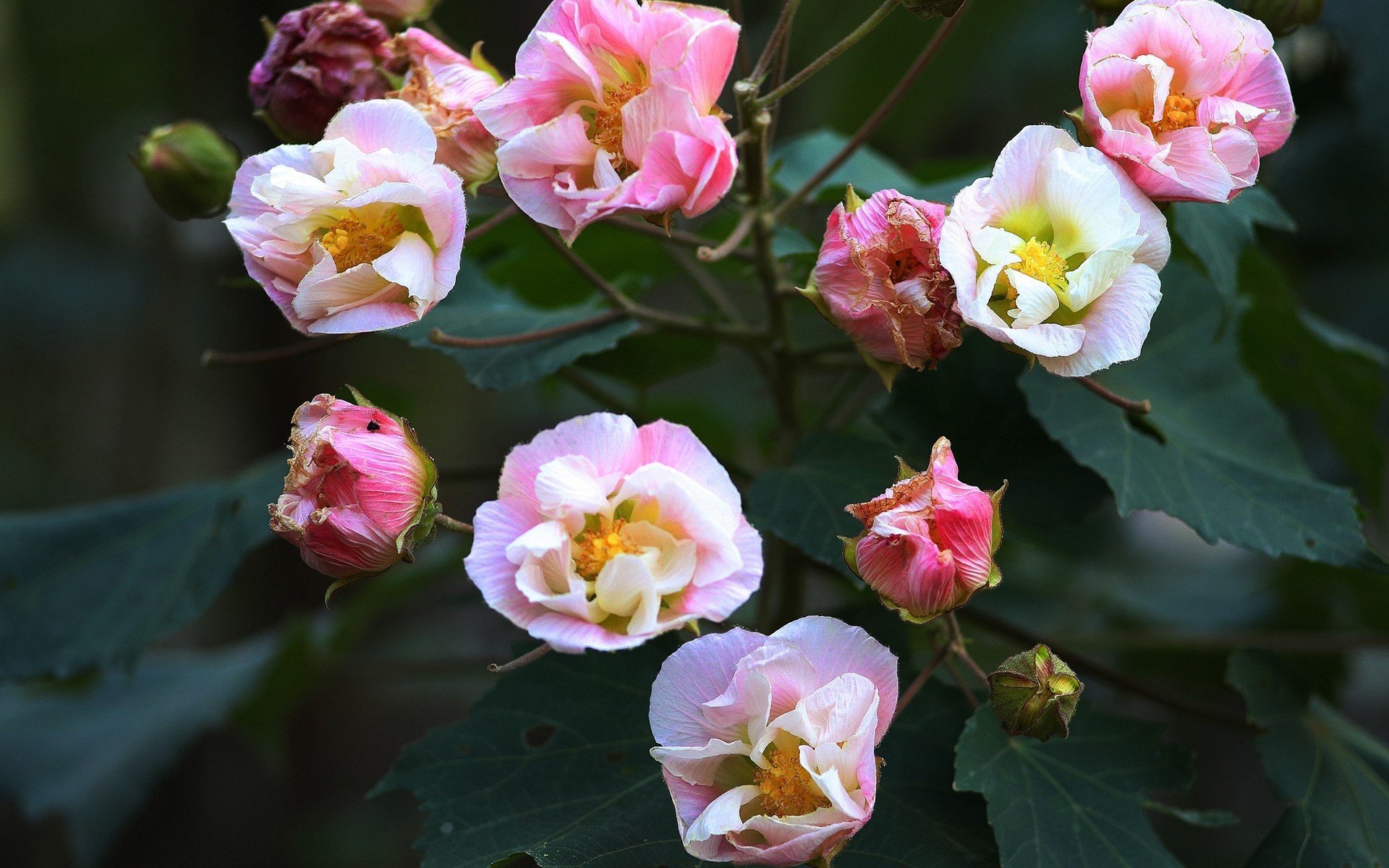 娇艳欲滴,木芙蓉