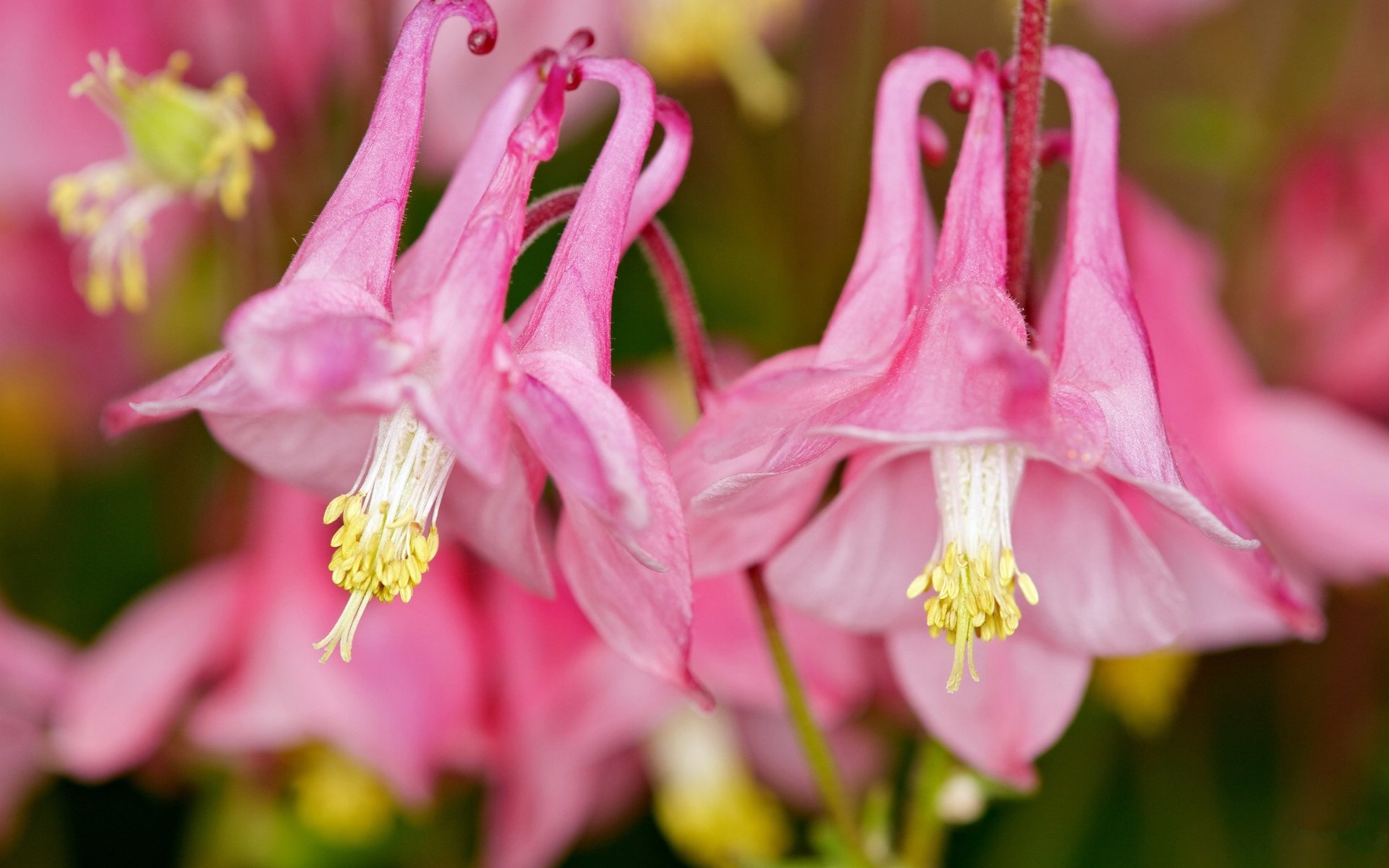 舒缓压力,猫爪花