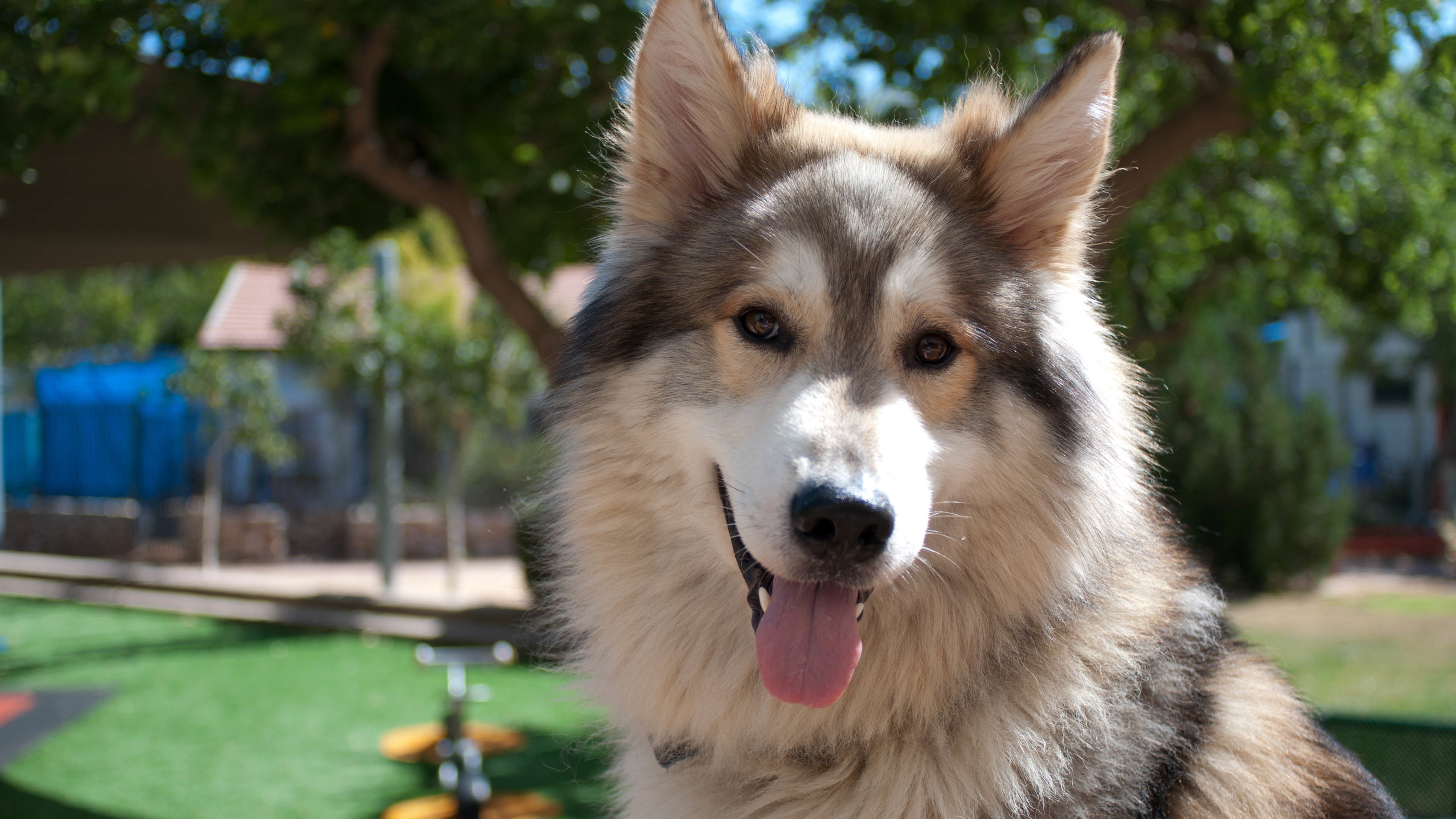 汪星人,狗,哈士奇