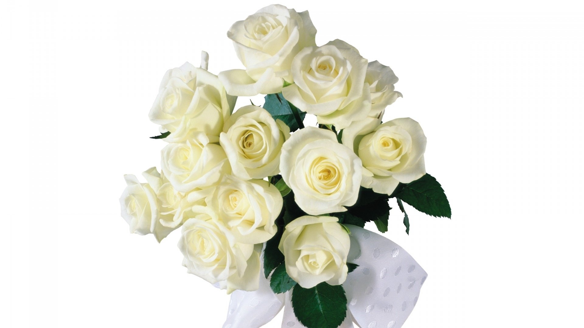 清新淡雅,玫瑰花