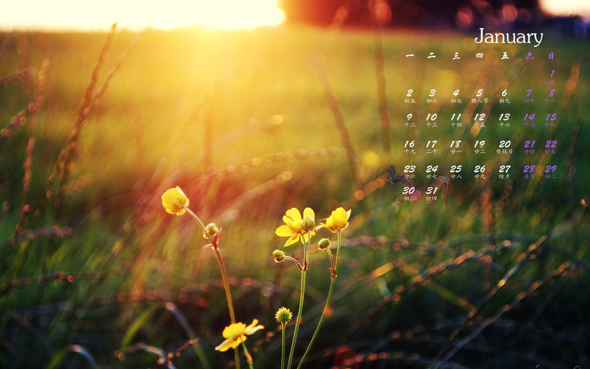 2017年1月,小黄花