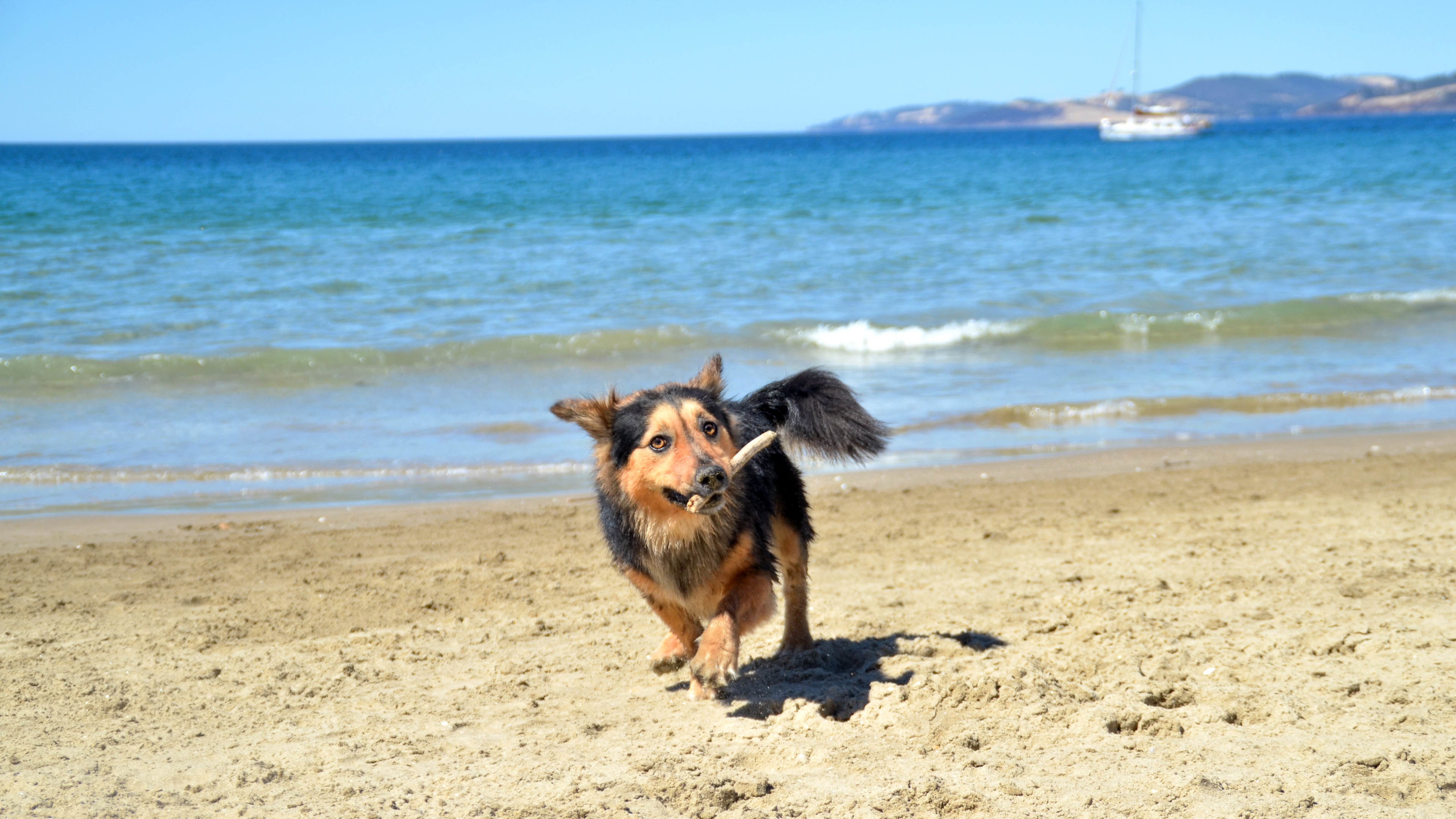 沙滩,狗,汪星人