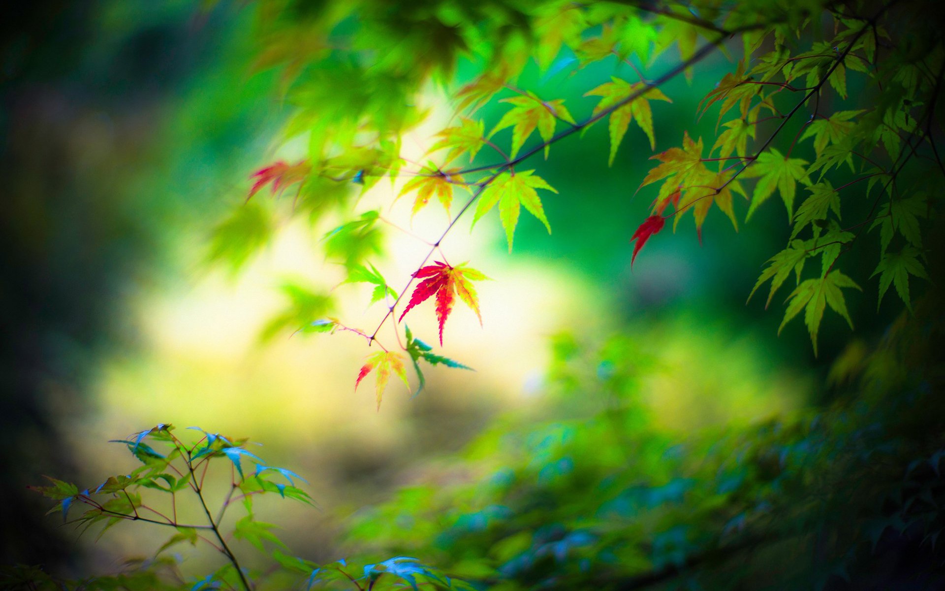 舒缓压力,树枝,绿色