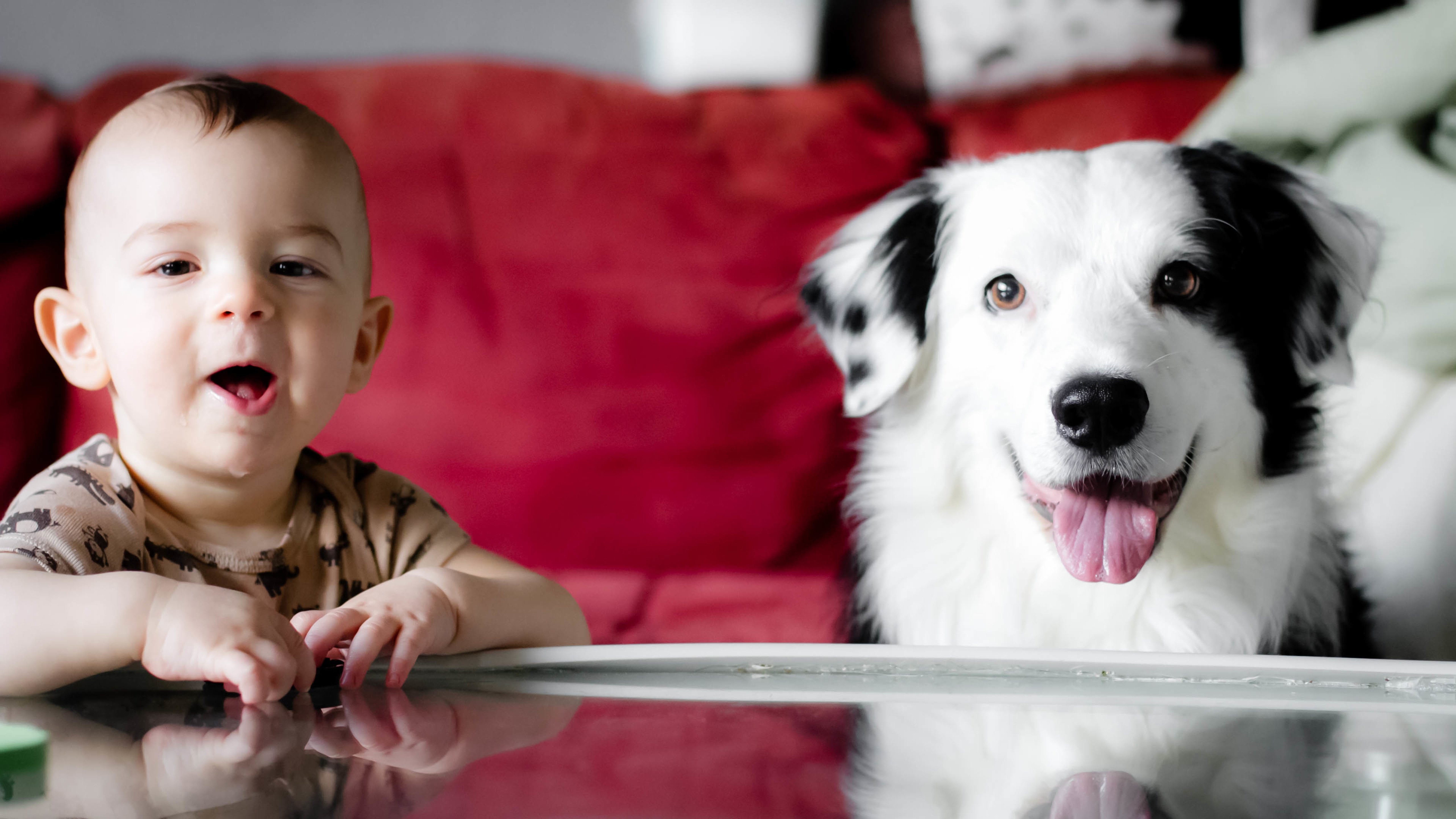 宝贝,汪星人,狗