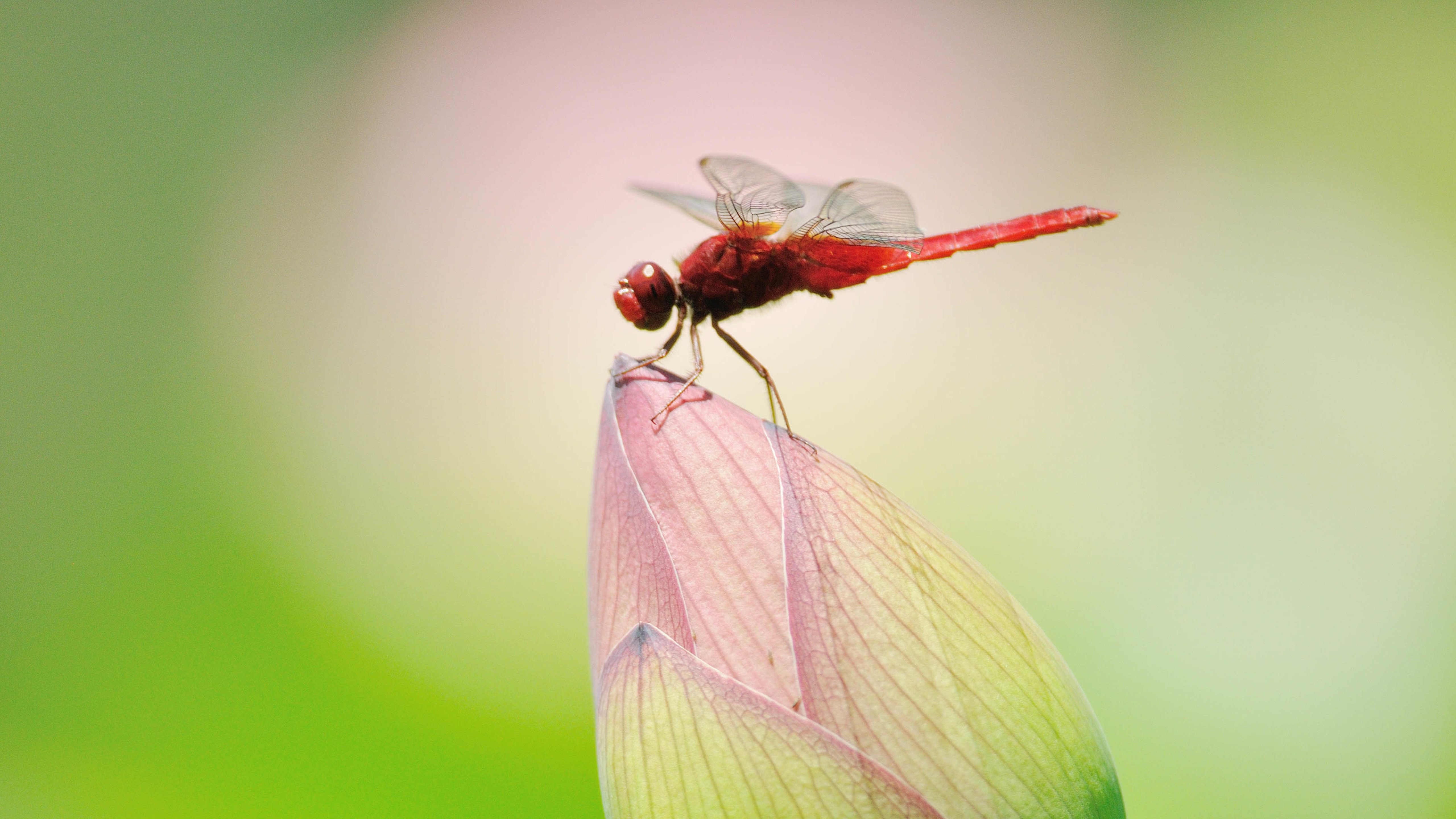 野生动物,红蜻蜓