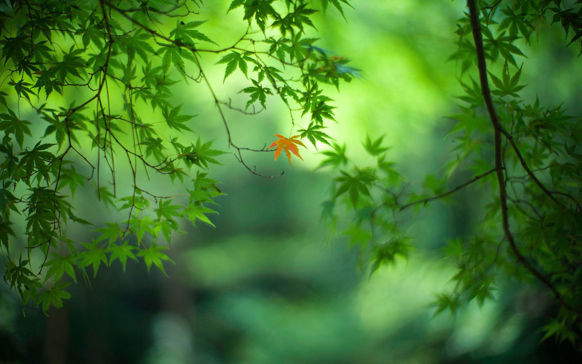 护眼壁纸,绿色,叶子