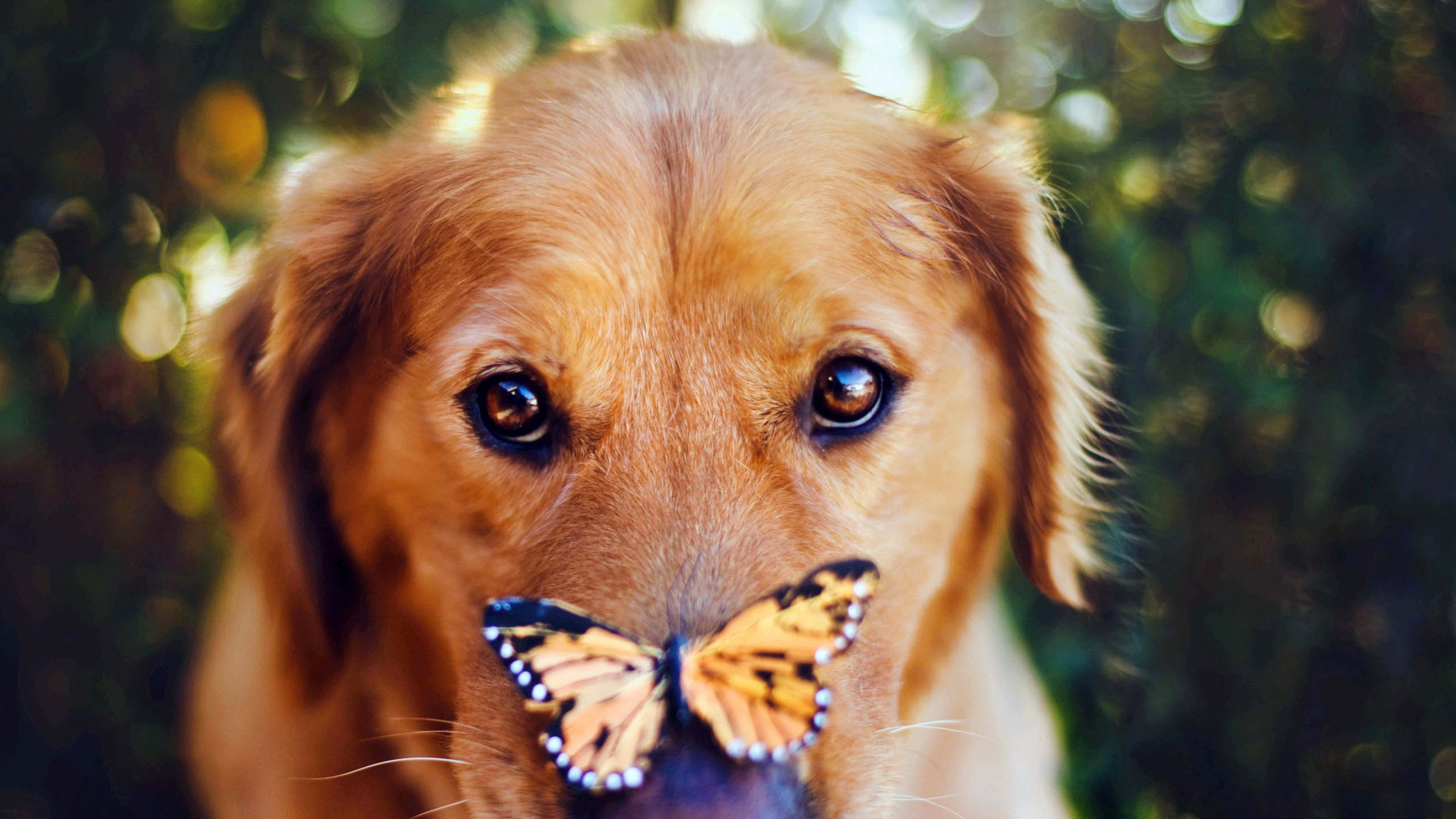 汪星人,狗,蝴蝶