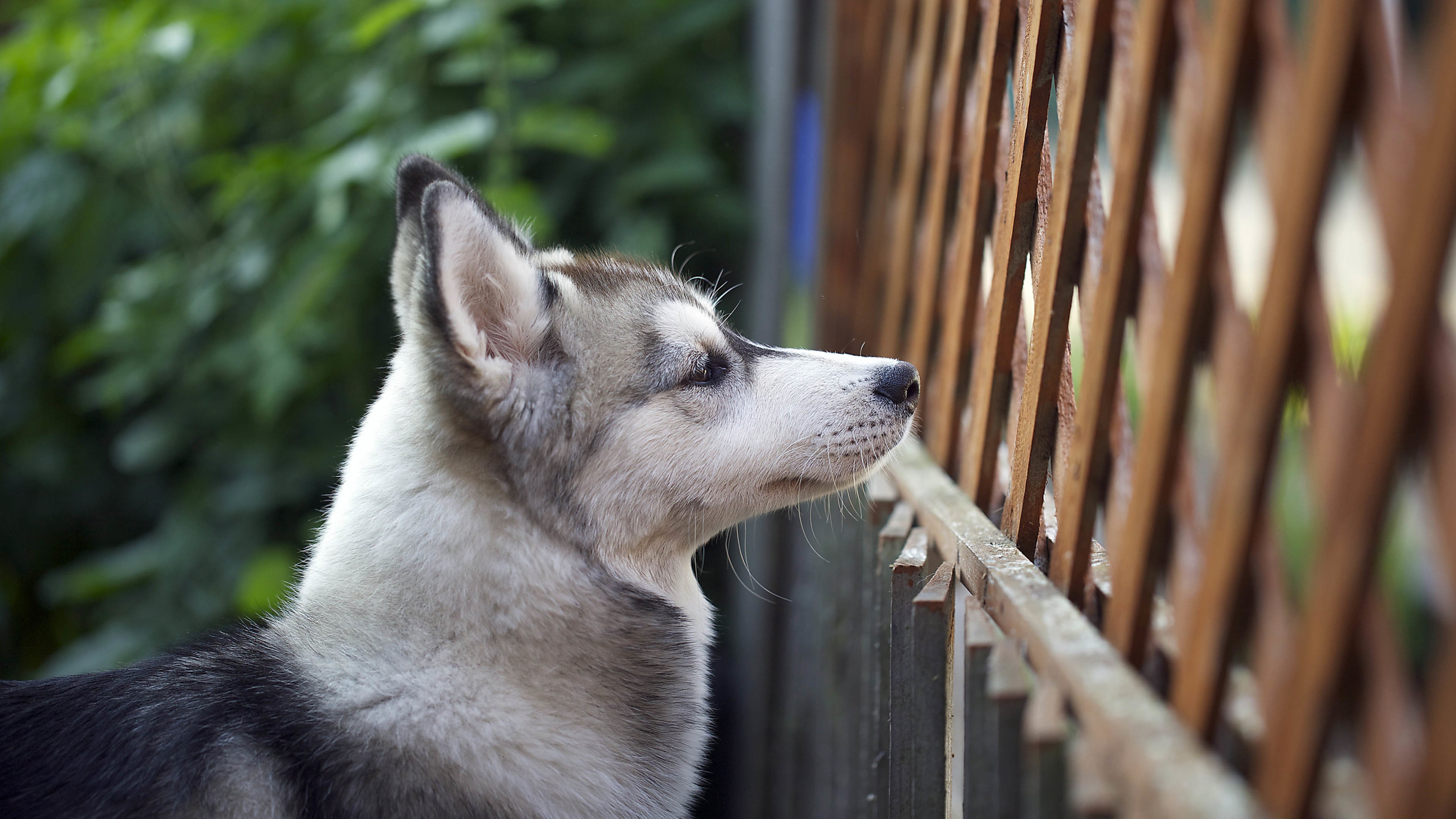 汪星人,狗,哈士奇