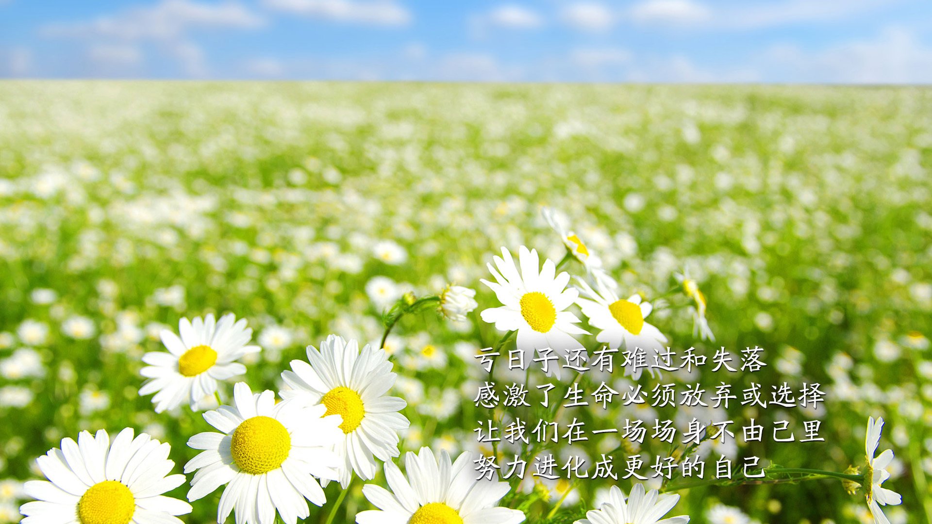 励志,太阳花,文字