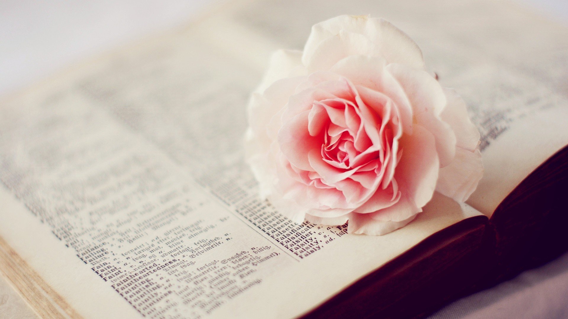 清新淡雅,玫瑰花,书本