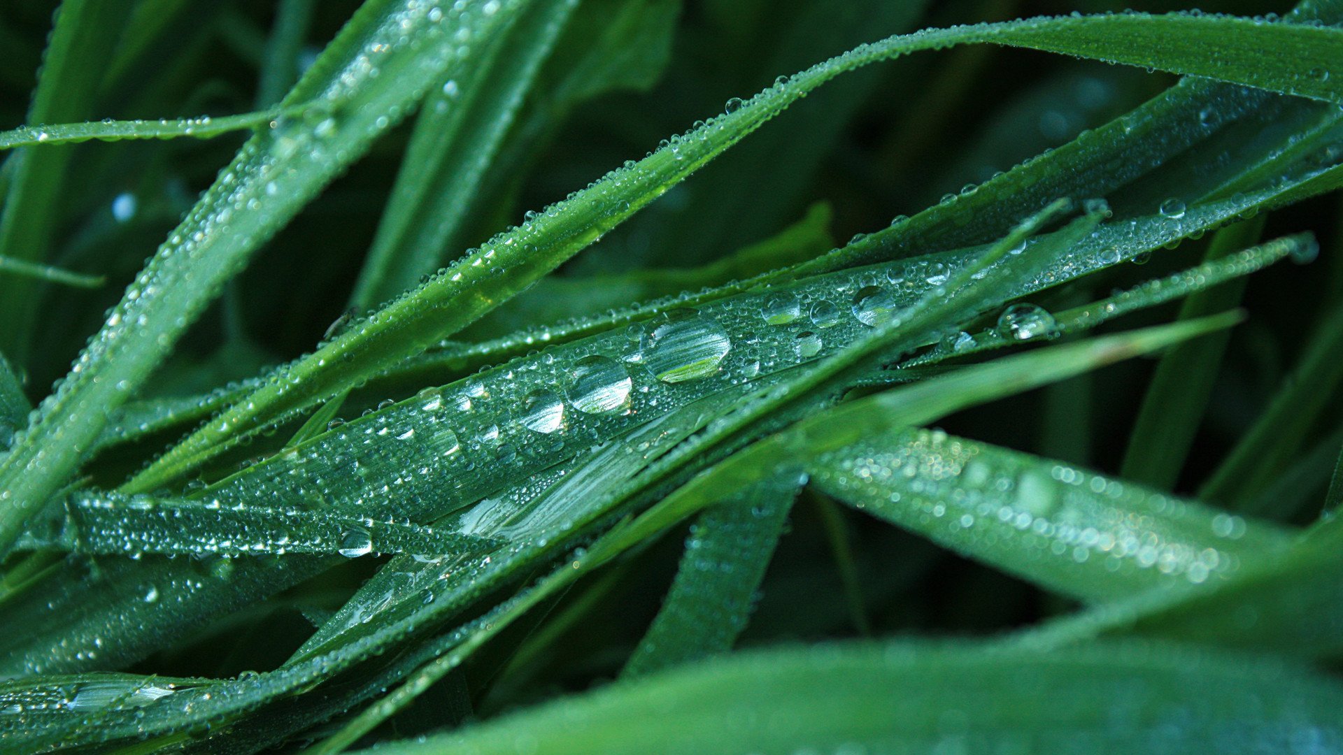 护眼壁纸,绿色,叶子,水滴