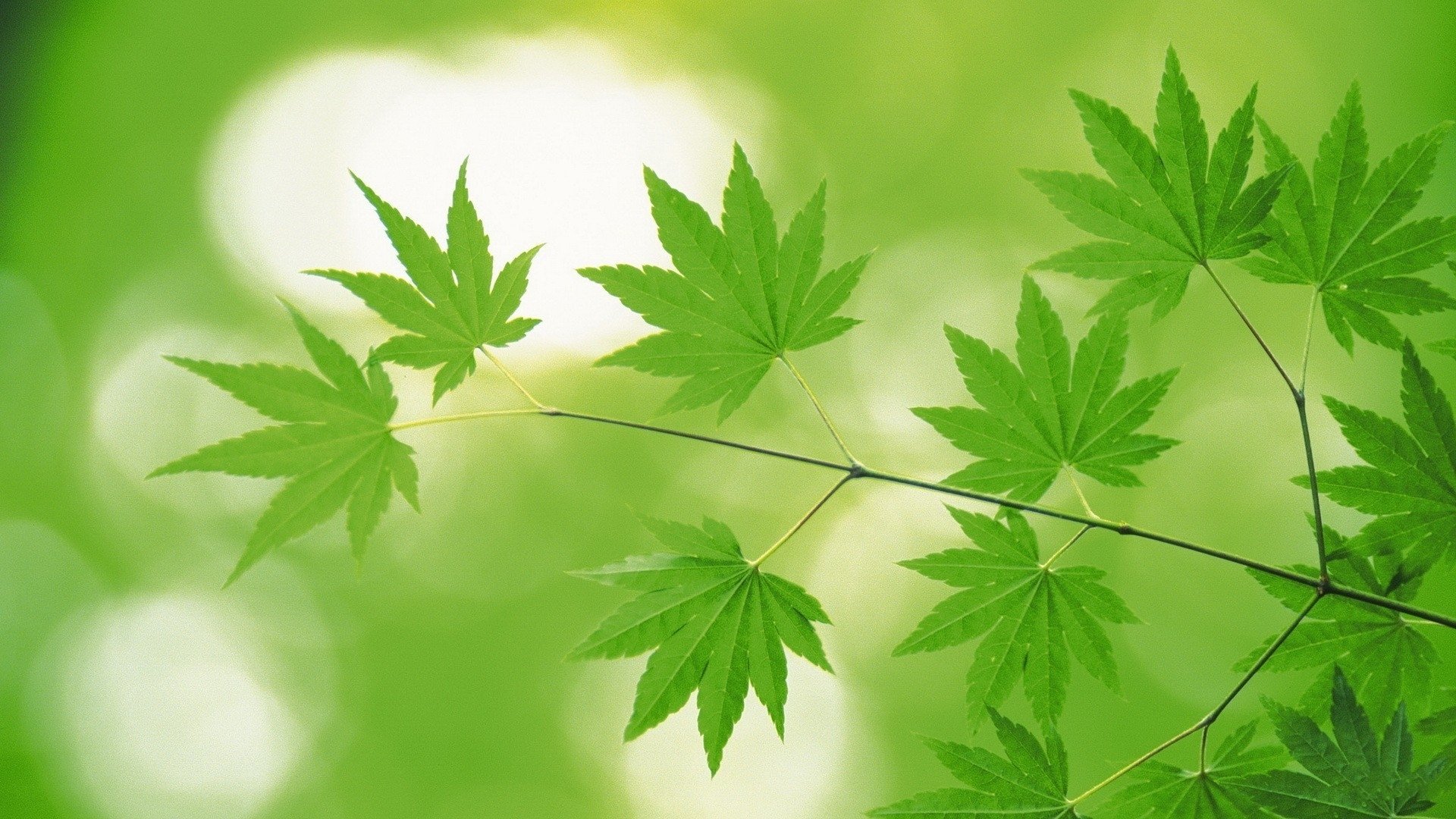 护眼壁纸,绿色,树叶