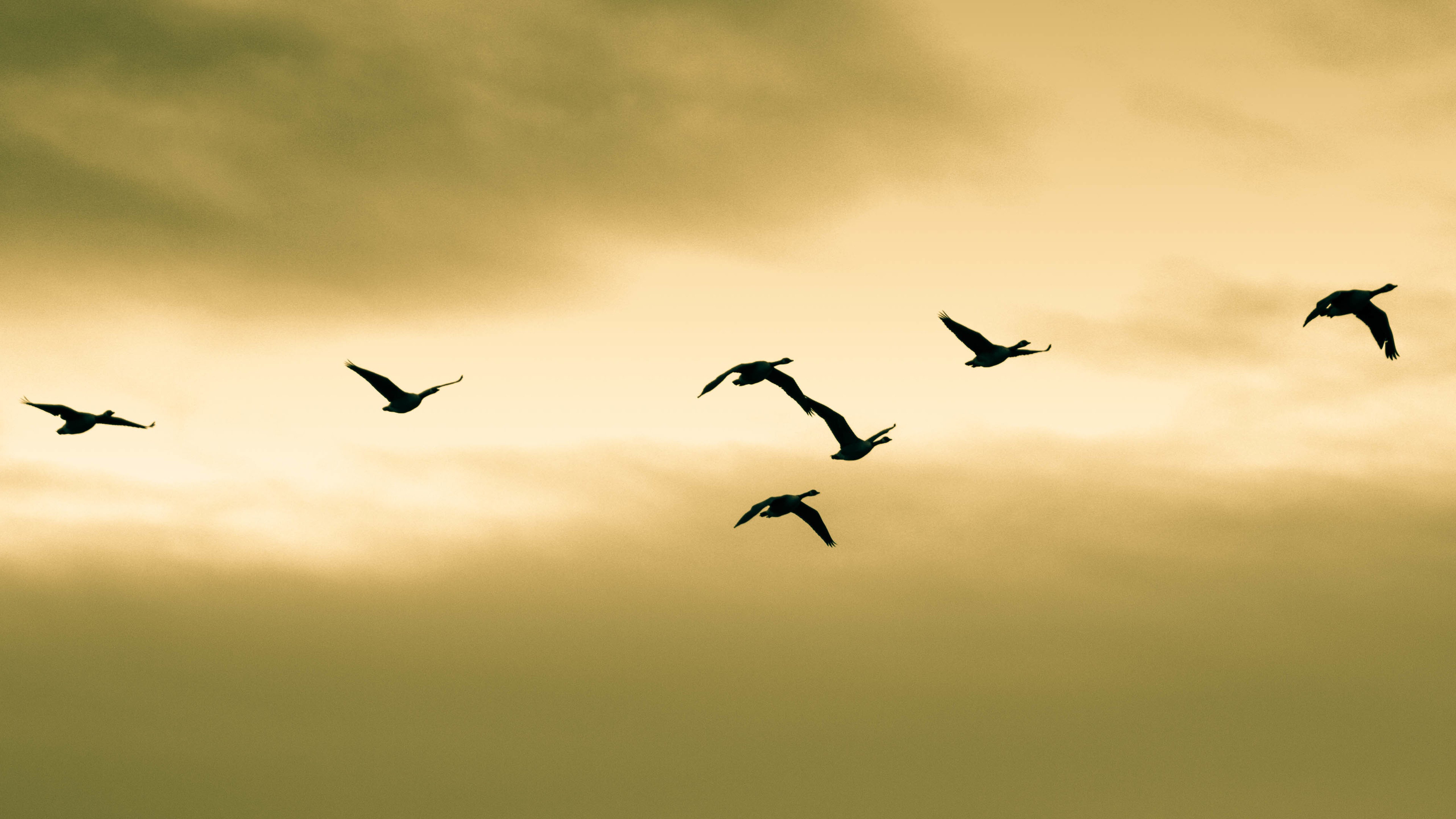 天鹅,飞翔,傍晚