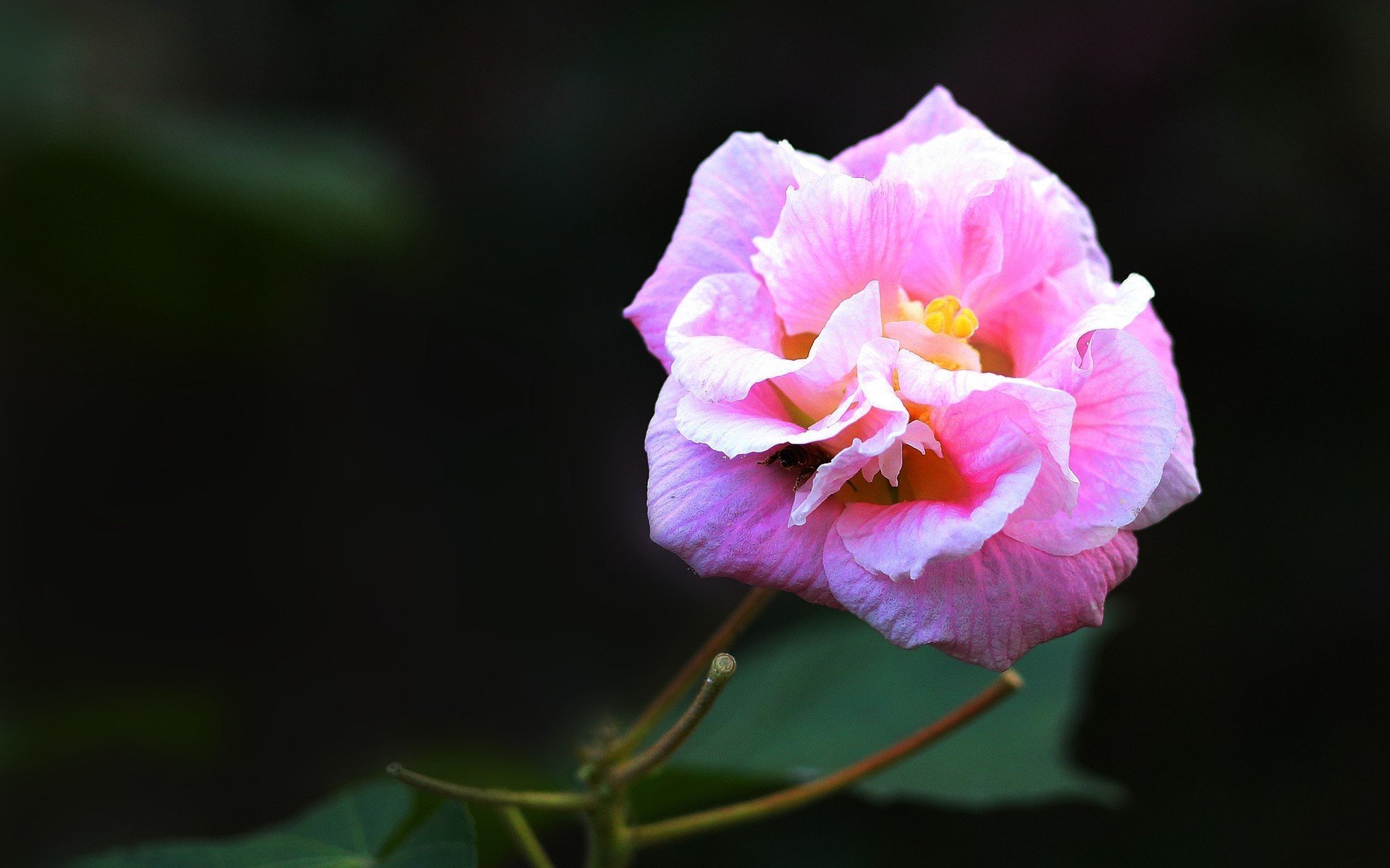 娇艳欲滴,木芙蓉