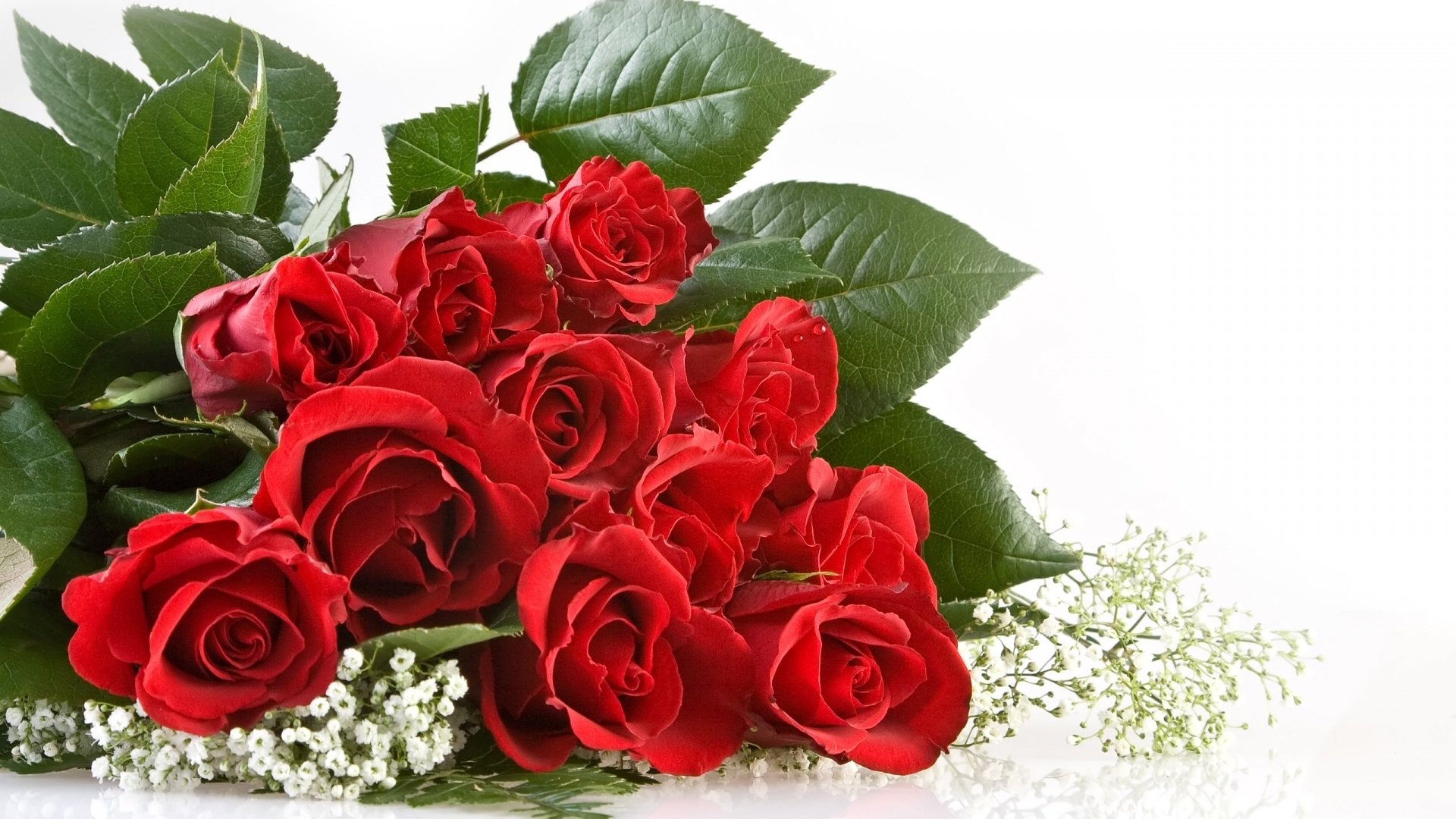 娇艳欲滴,玫瑰花