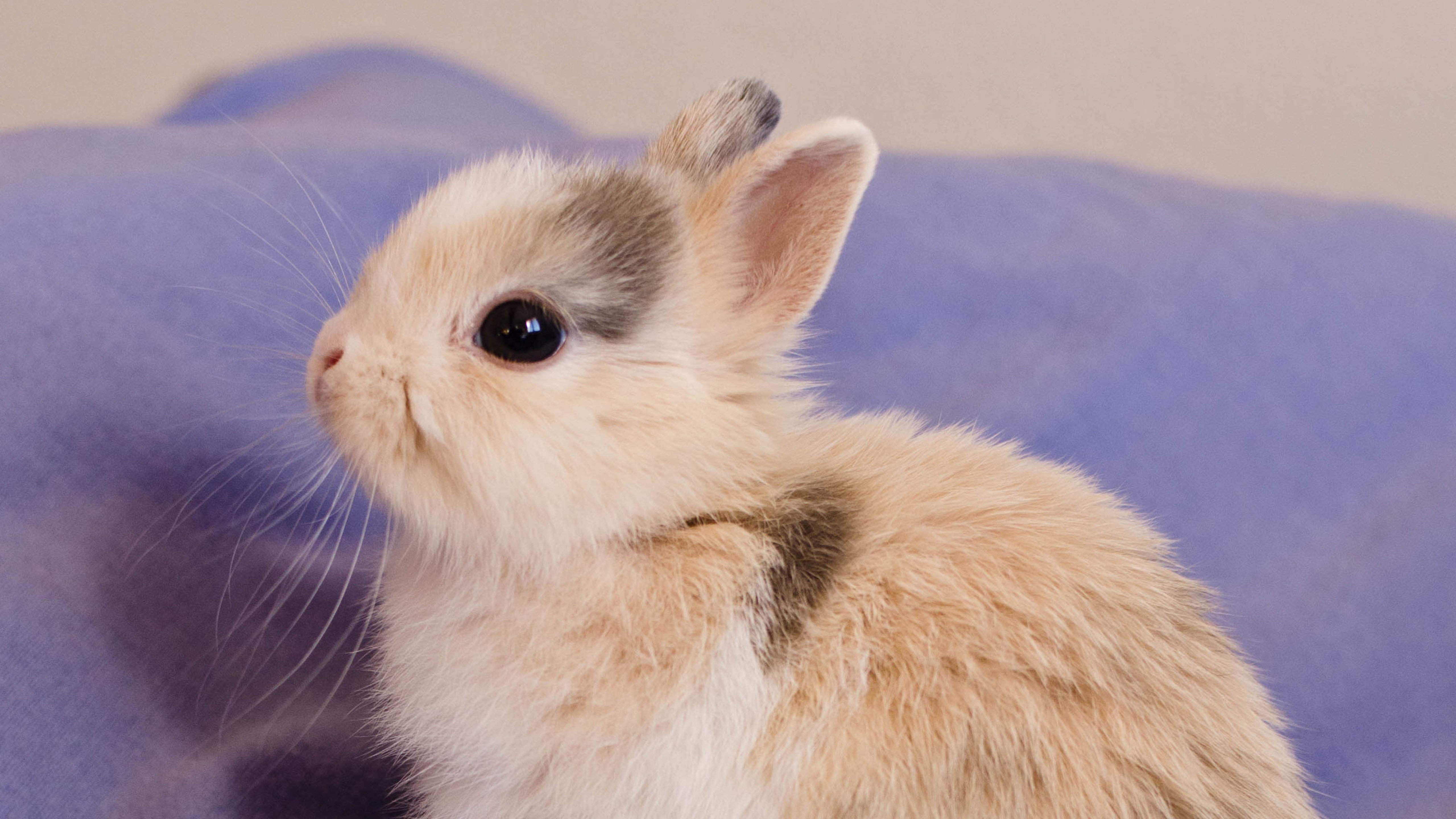 卖萌图,兔子,可爱