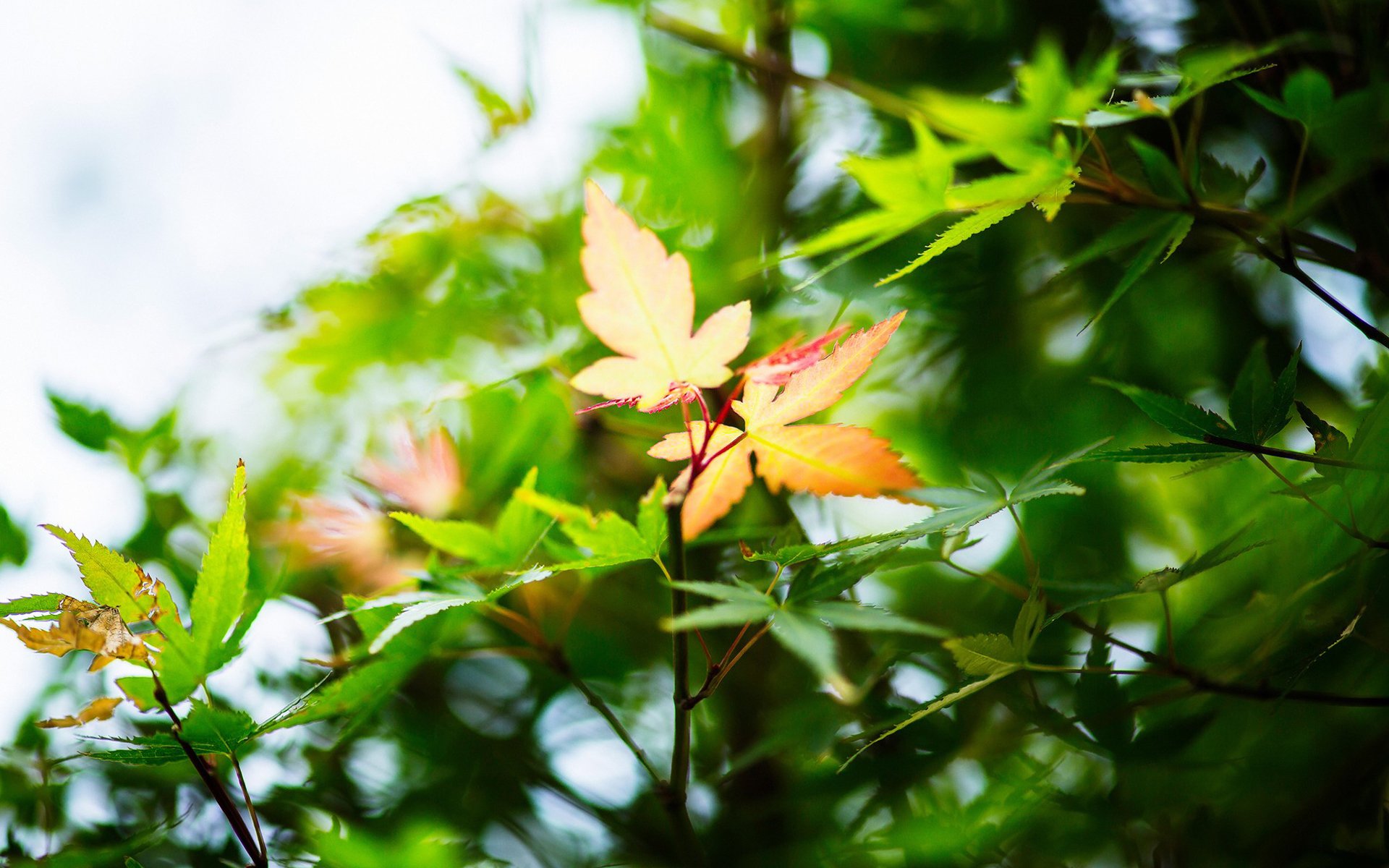 护眼壁纸,树叶,绿色