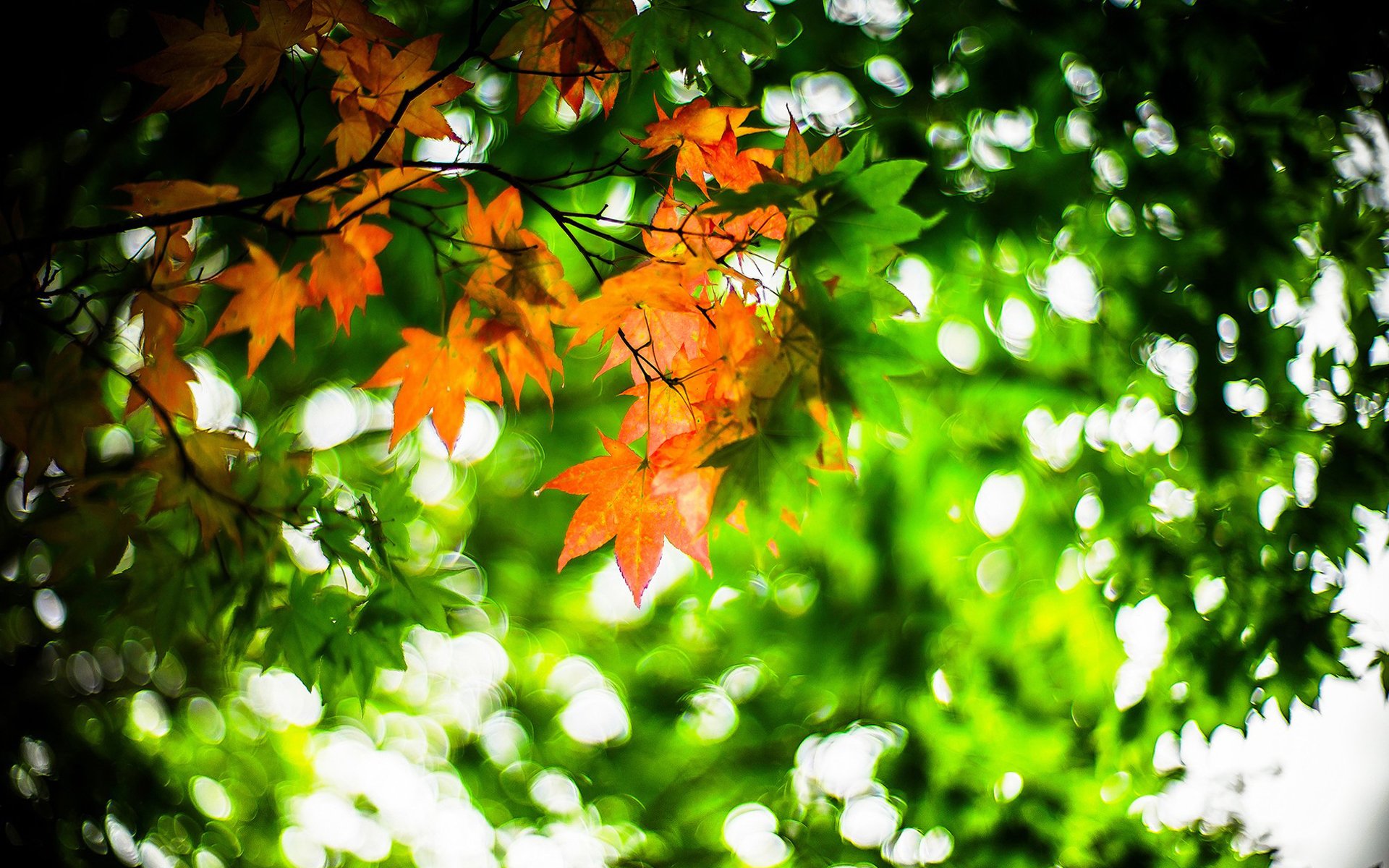 护眼壁纸,树叶,绿色