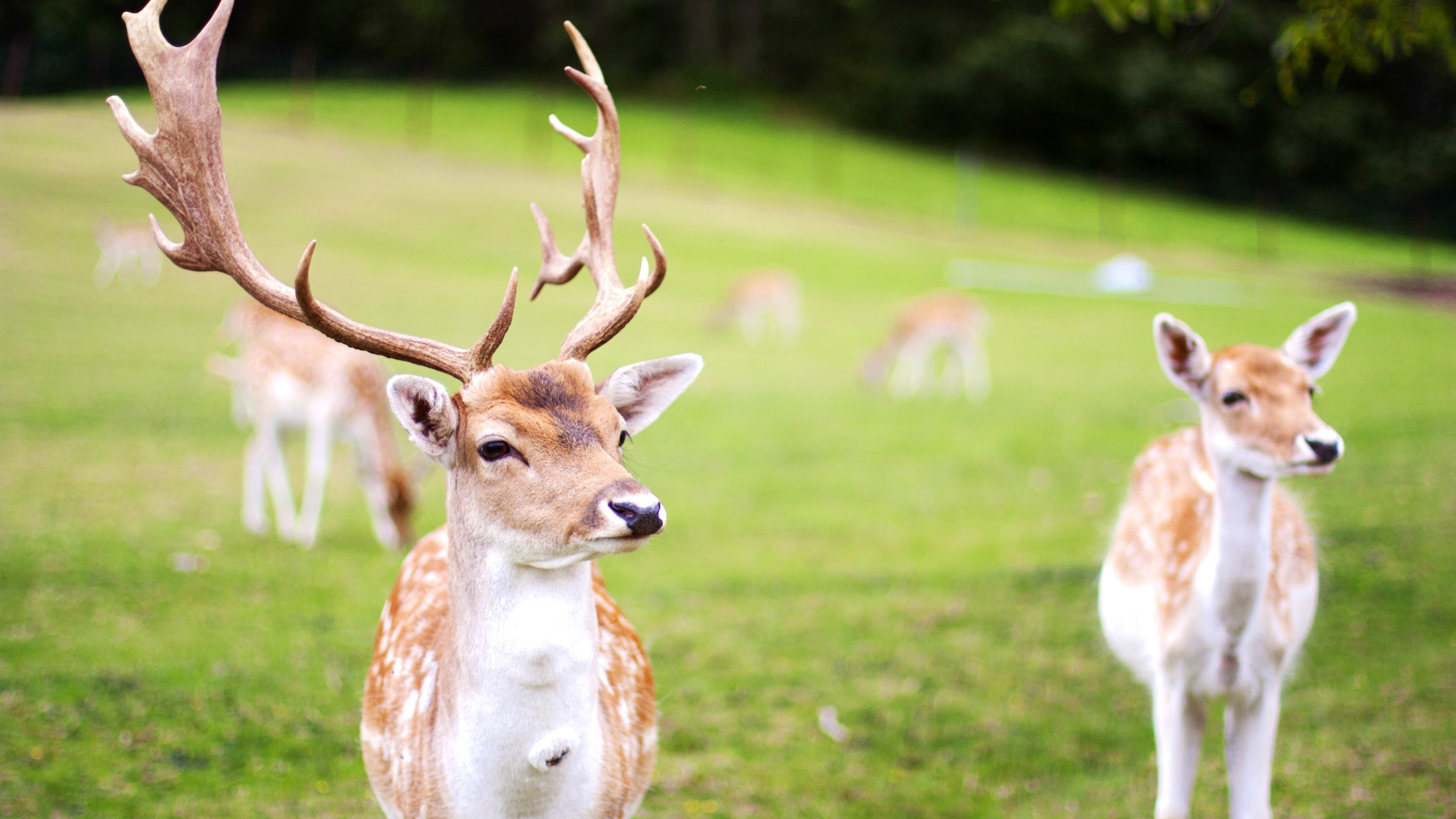 野生动物,梅花鹿
