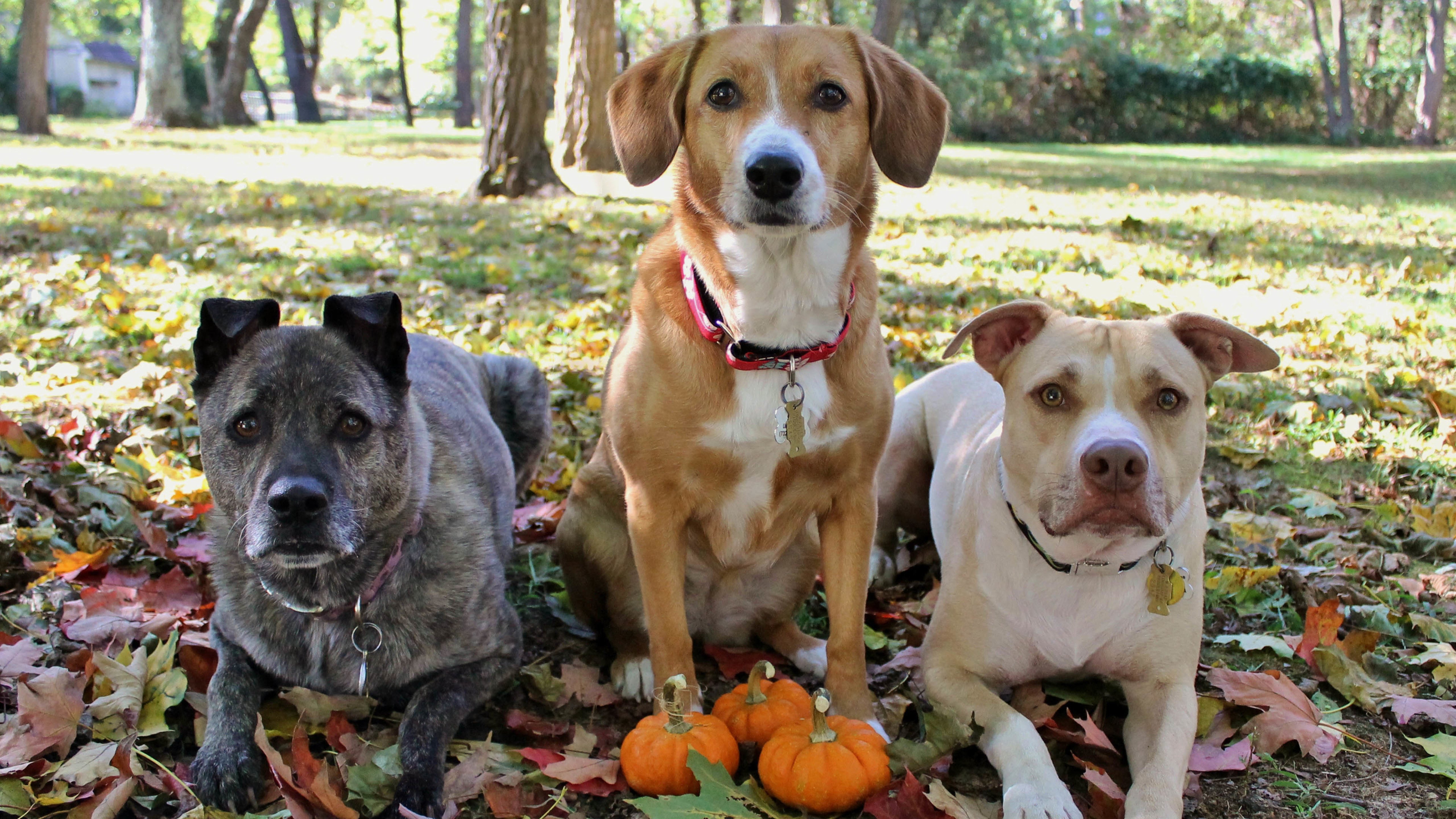 汪星人,狗,猎犬