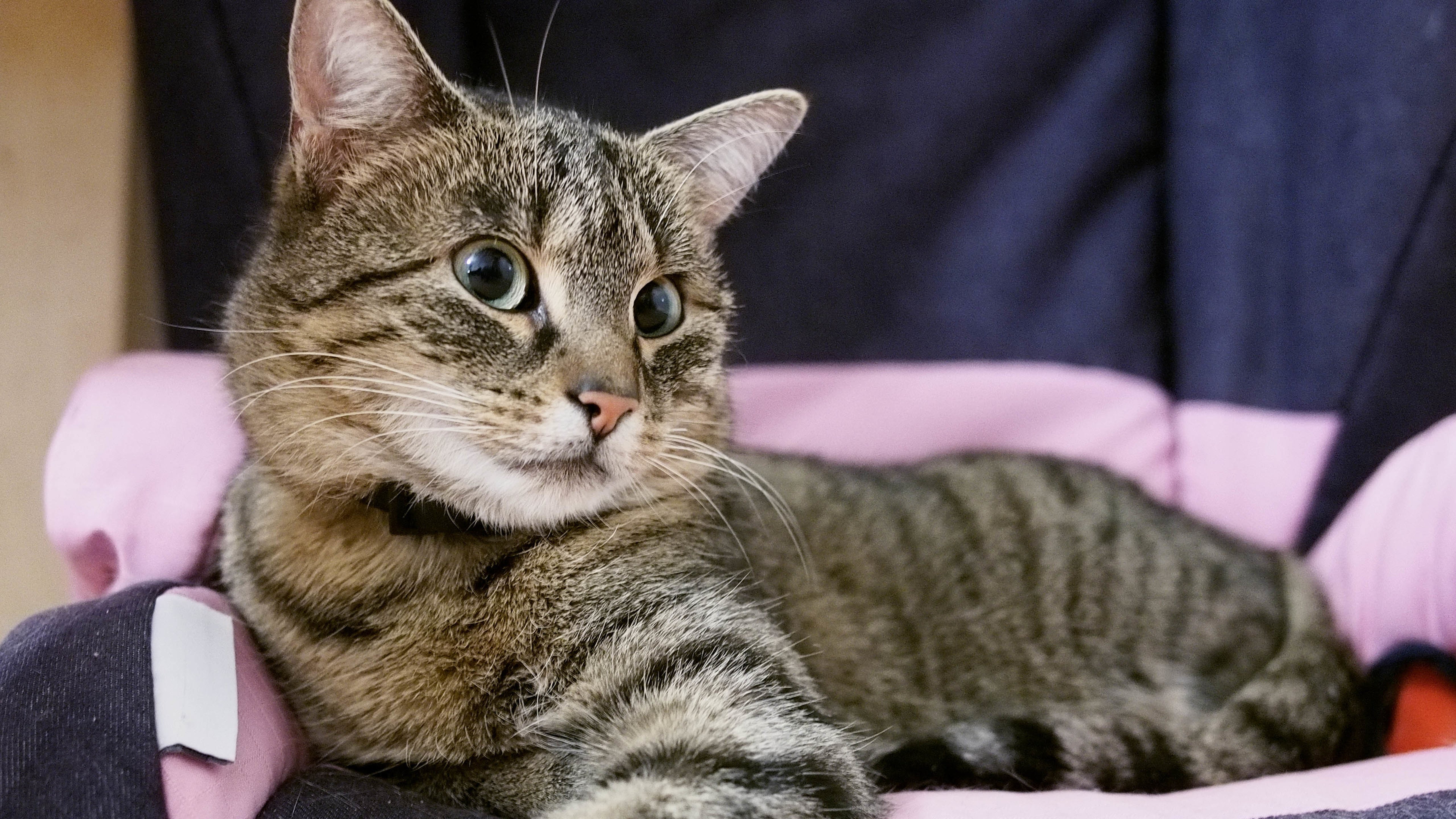 喵星人,猫,可爱