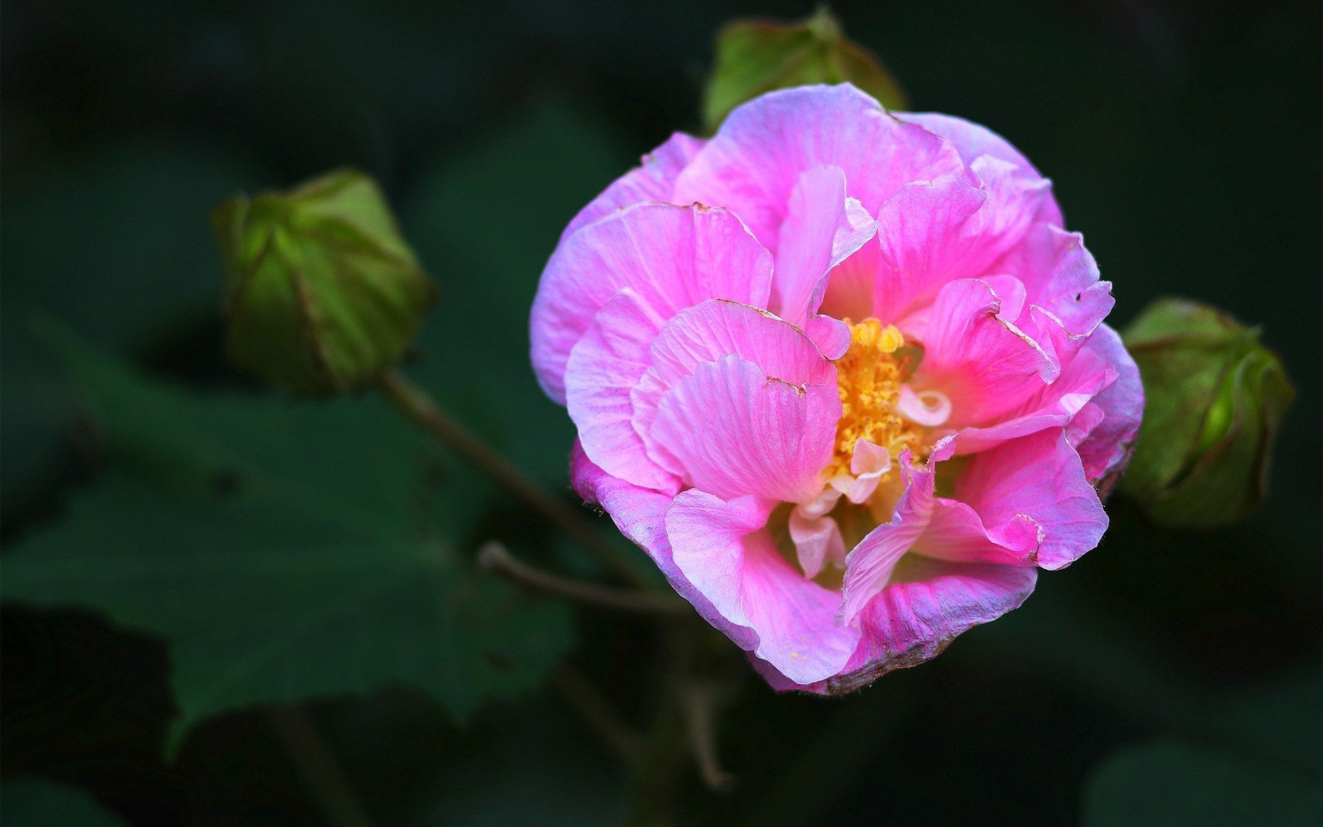 娇艳欲滴,木芙蓉