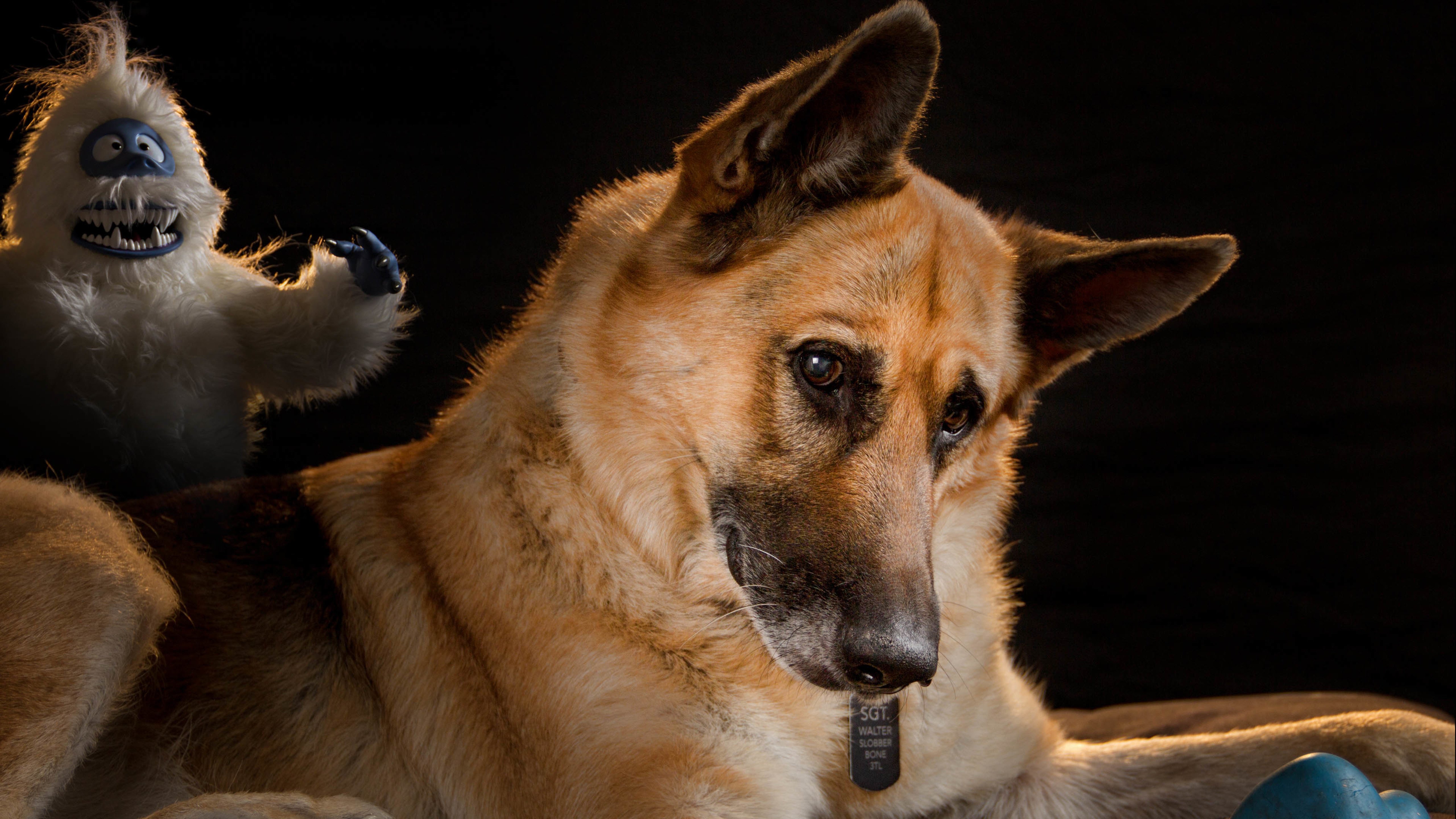 汪星人,狗,德国牧羊犬