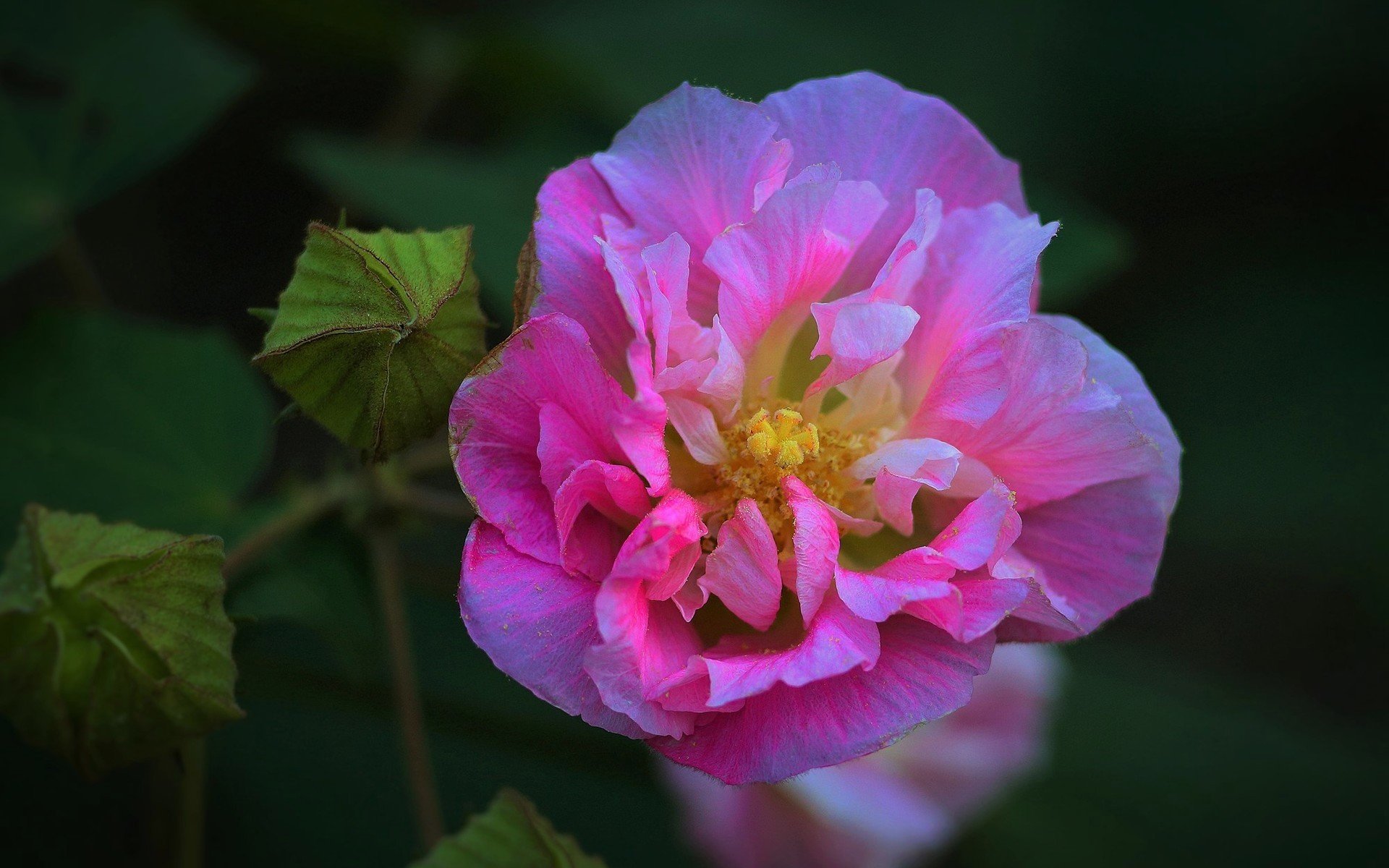 娇艳欲滴,木芙蓉