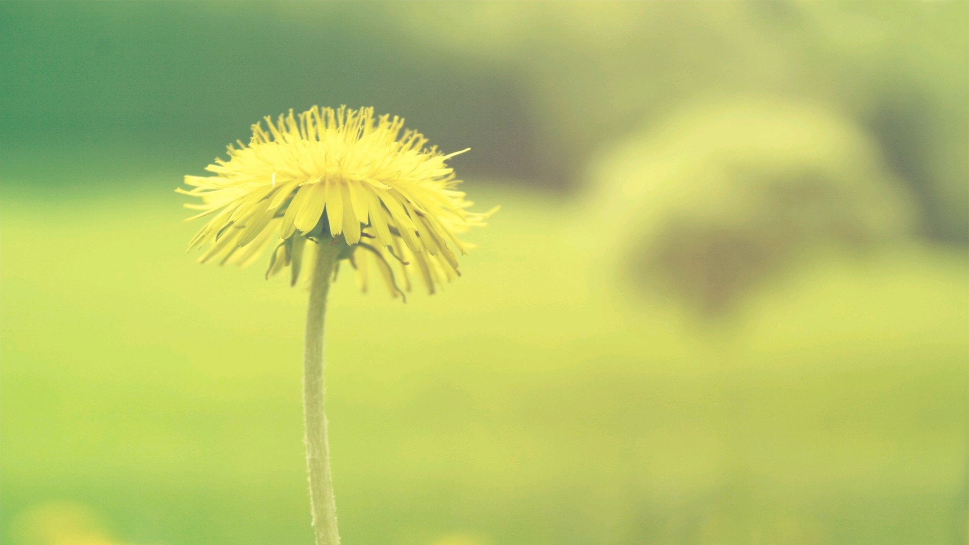 清新淡雅,小黄花