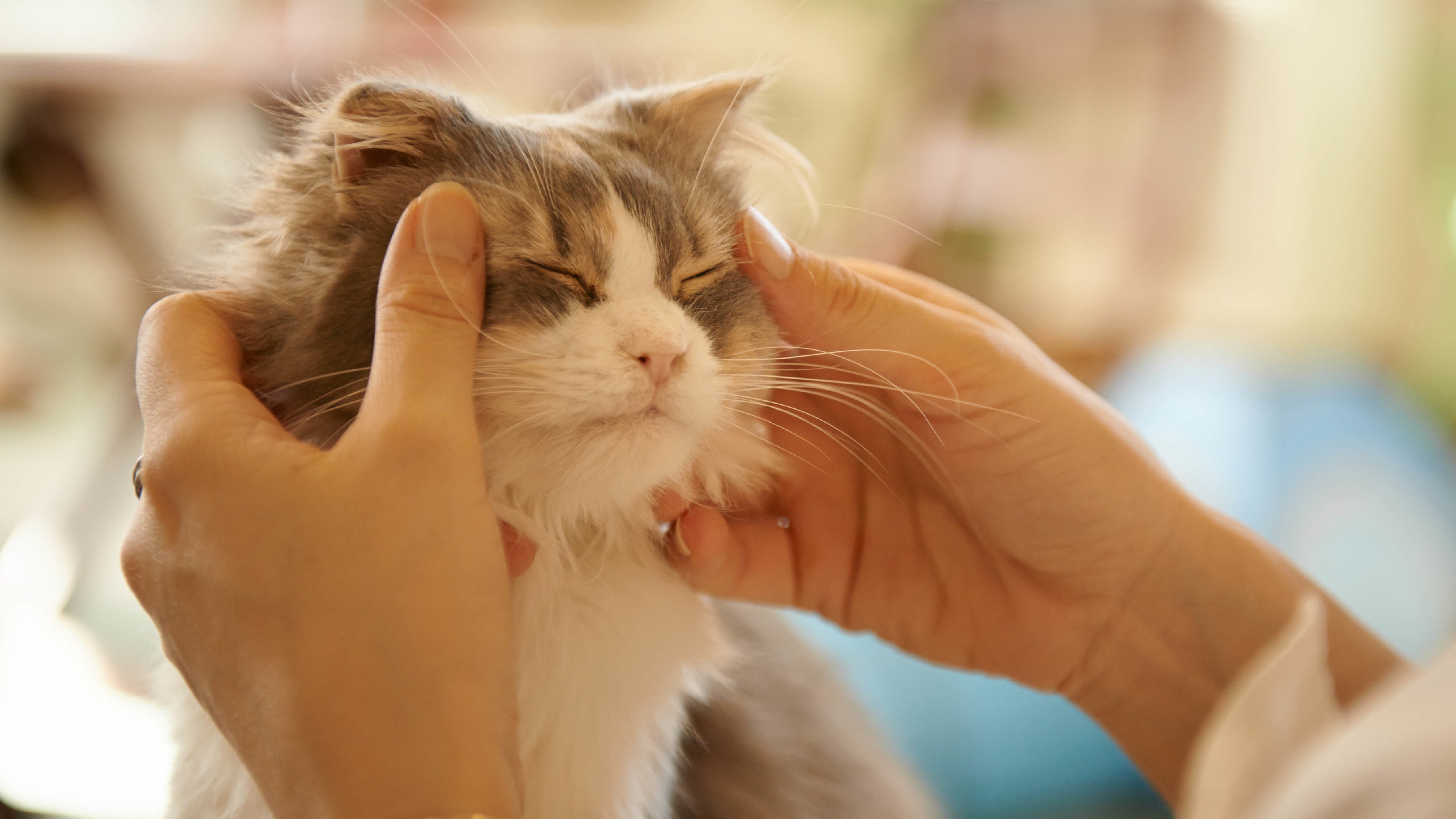 喵星人,猫,可爱