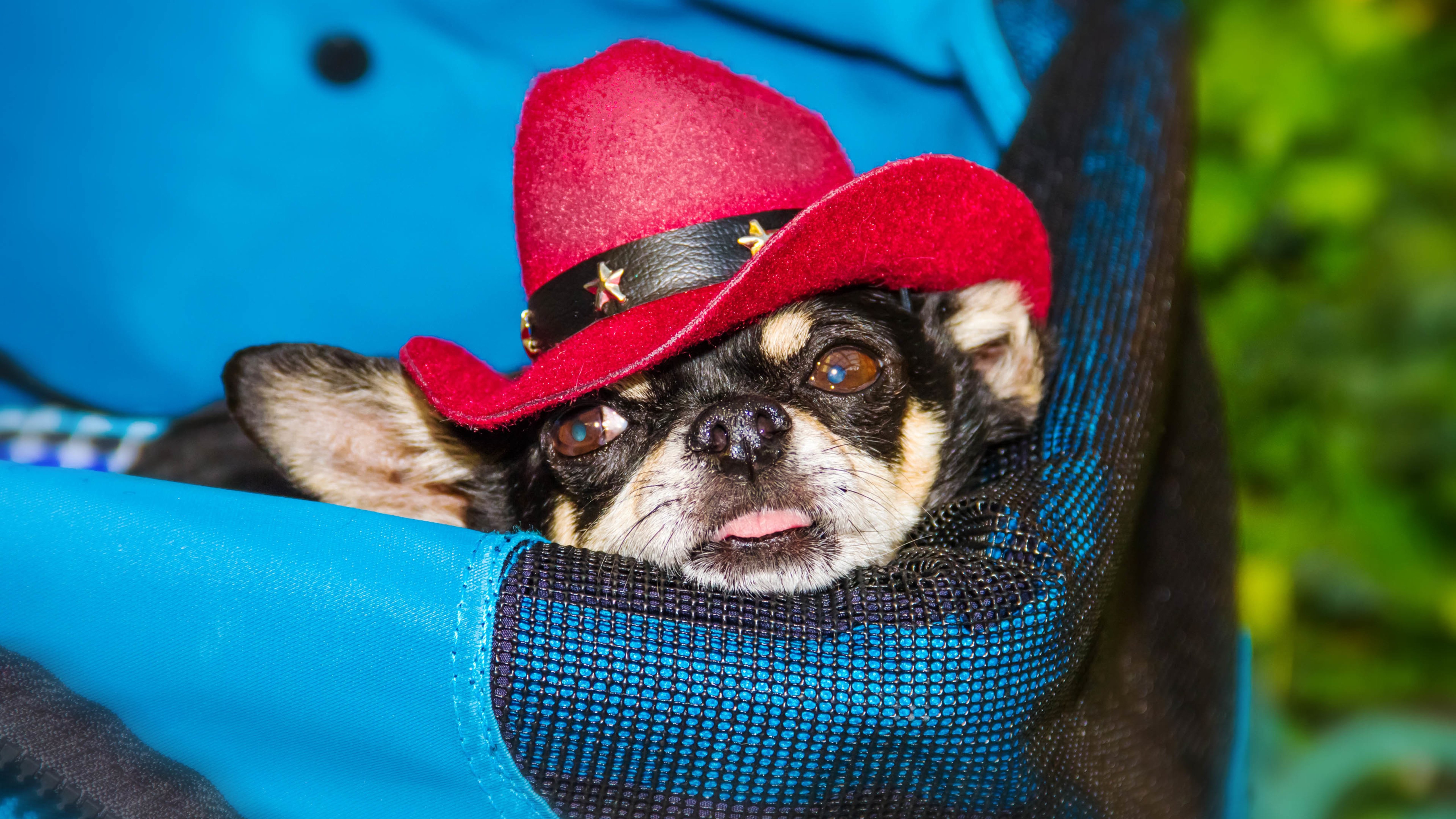 汪星人,狗,帽子