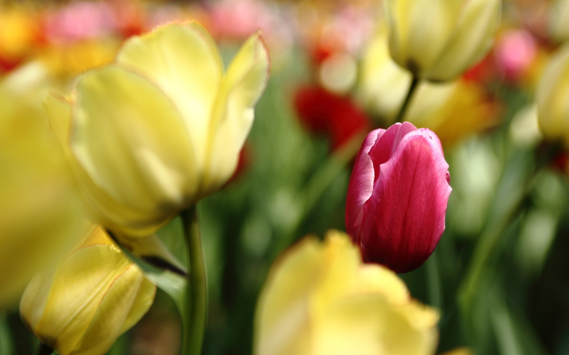 娇艳欲滴,郁金香