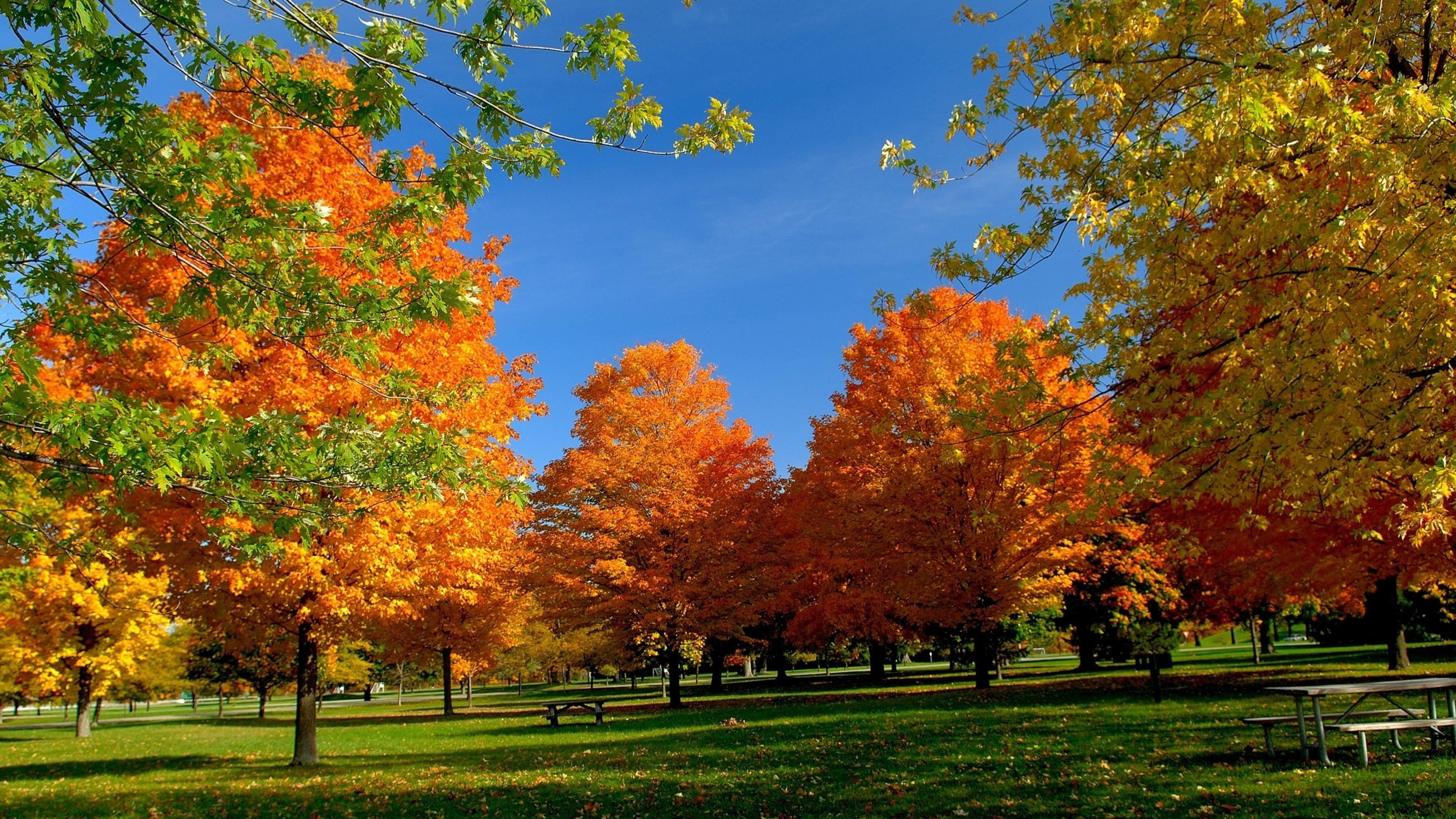 秋天,落叶,黄叶
