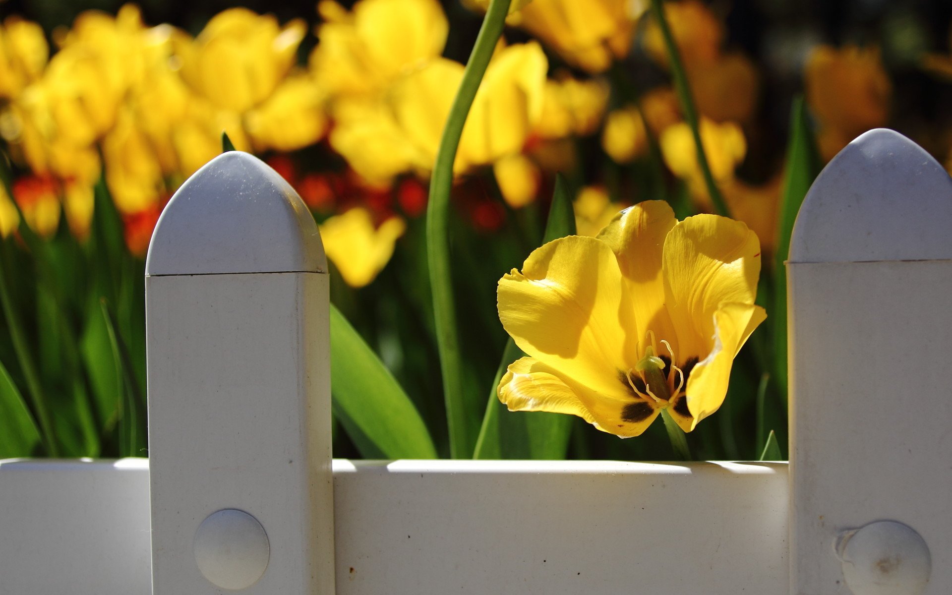 娇艳欲滴,郁金香