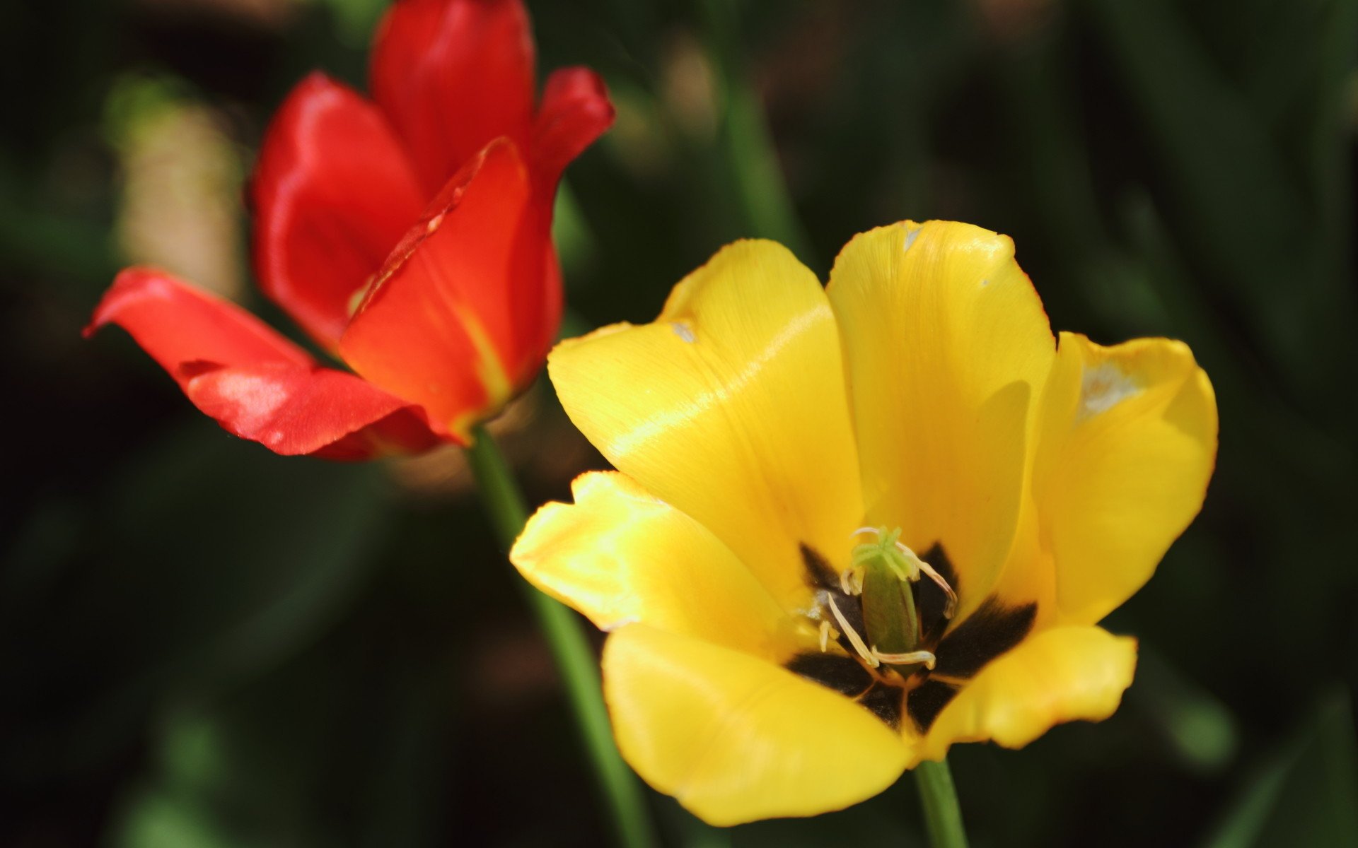 娇艳欲滴,郁金香