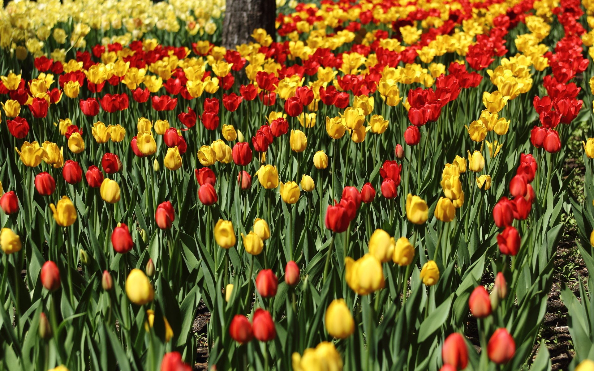 娇艳欲滴,郁金香