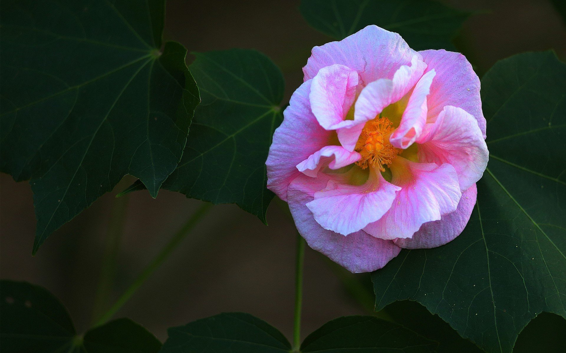 娇艳欲滴,木芙蓉