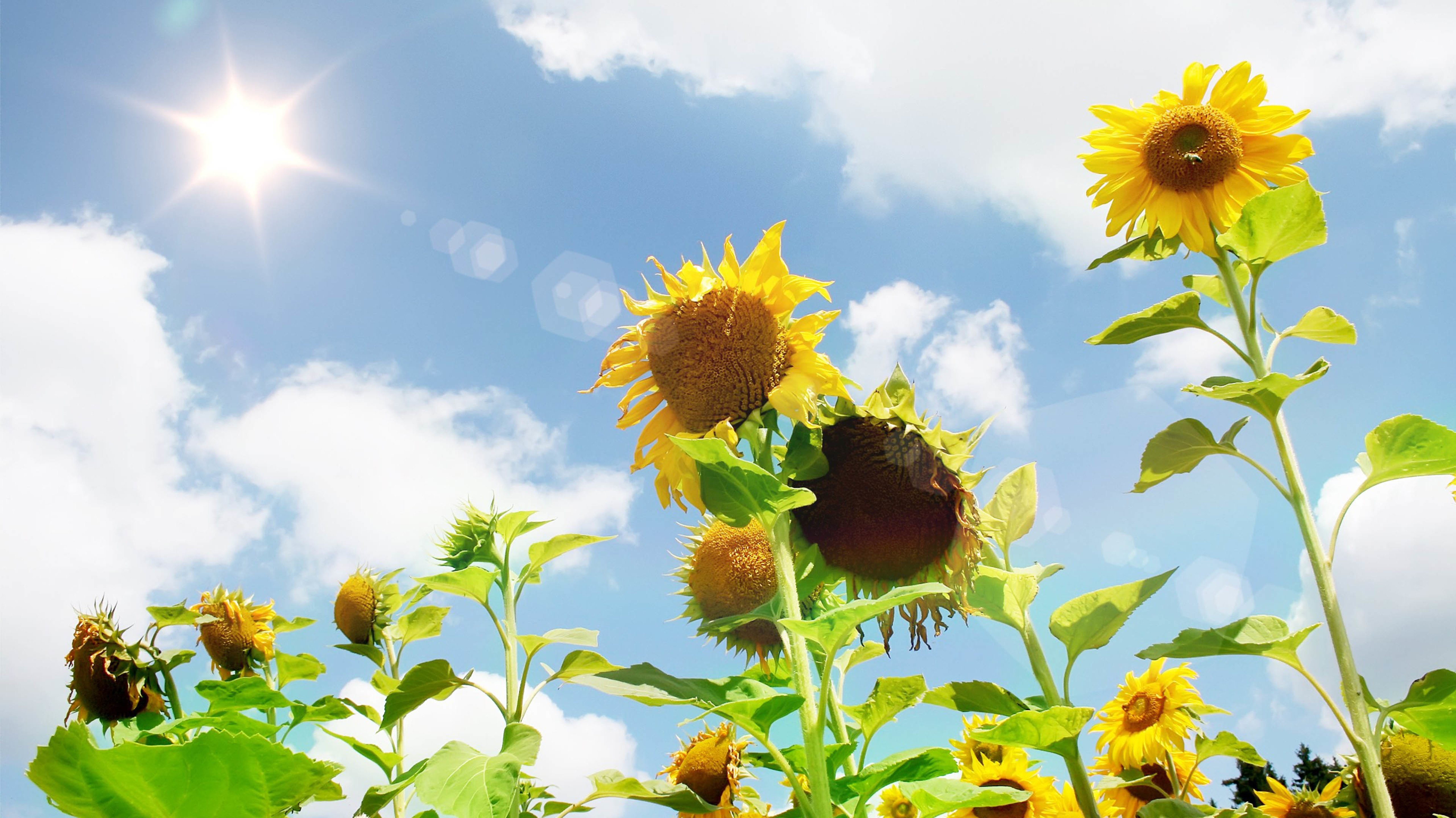 向日葵,太阳花,阳光