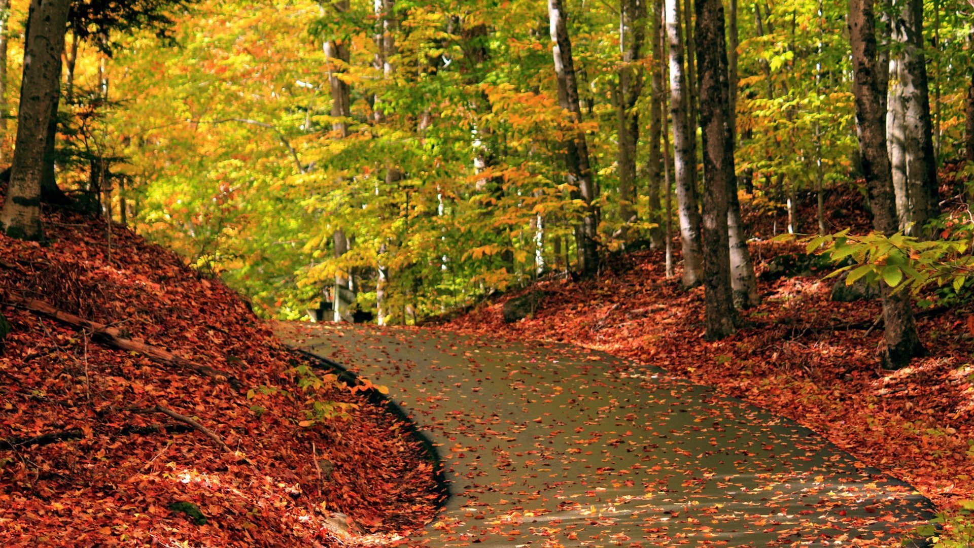 秋意正浓,树林,落叶