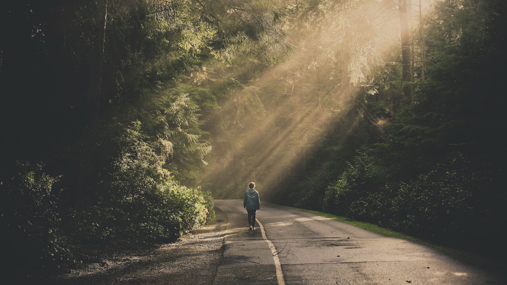 自然风光,森林,阳光