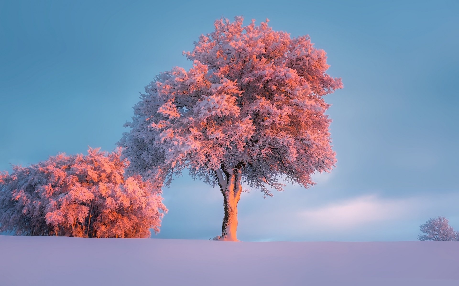 冰天雪地,树木,雪景