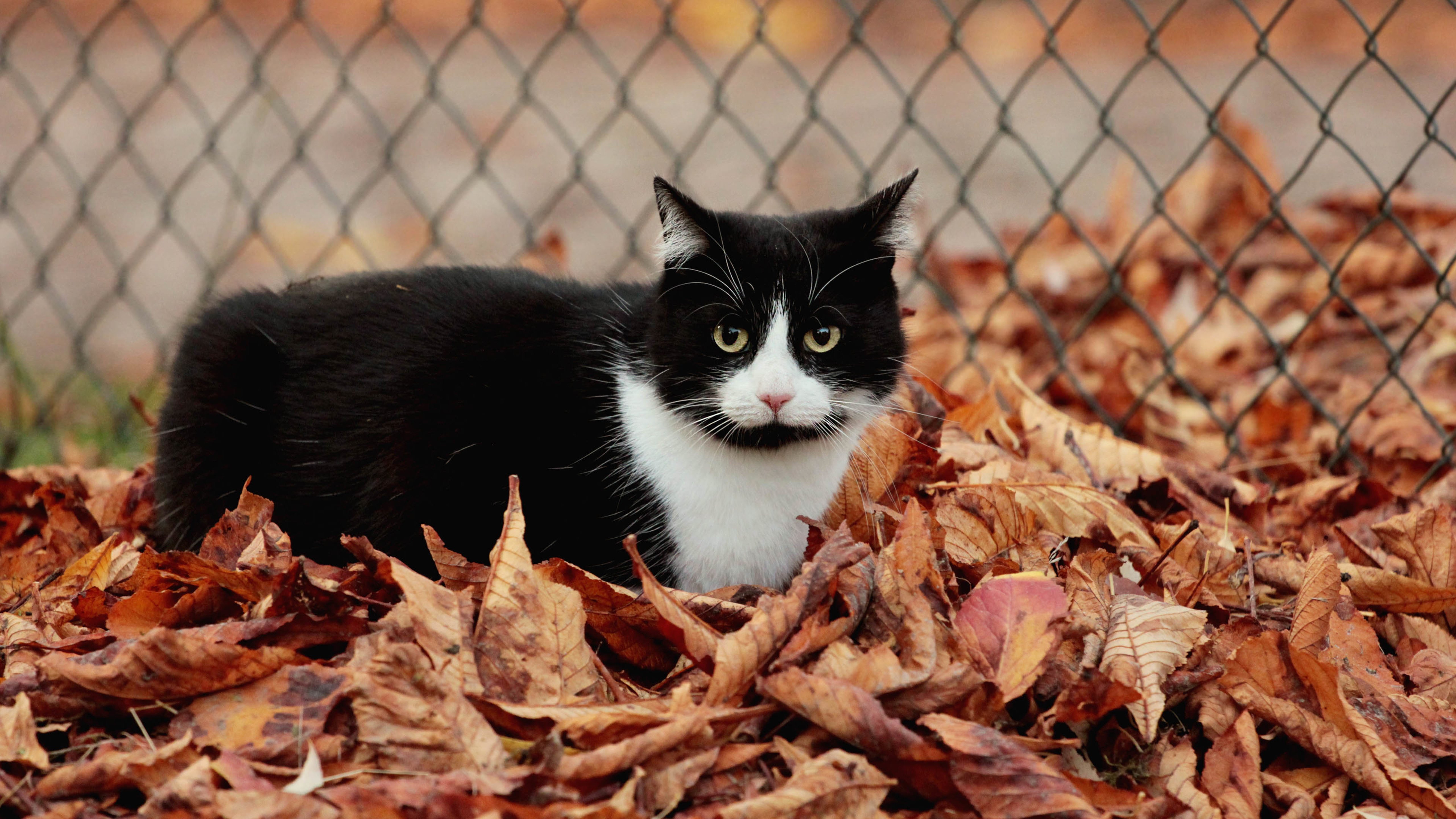 喵星人,猫,落叶