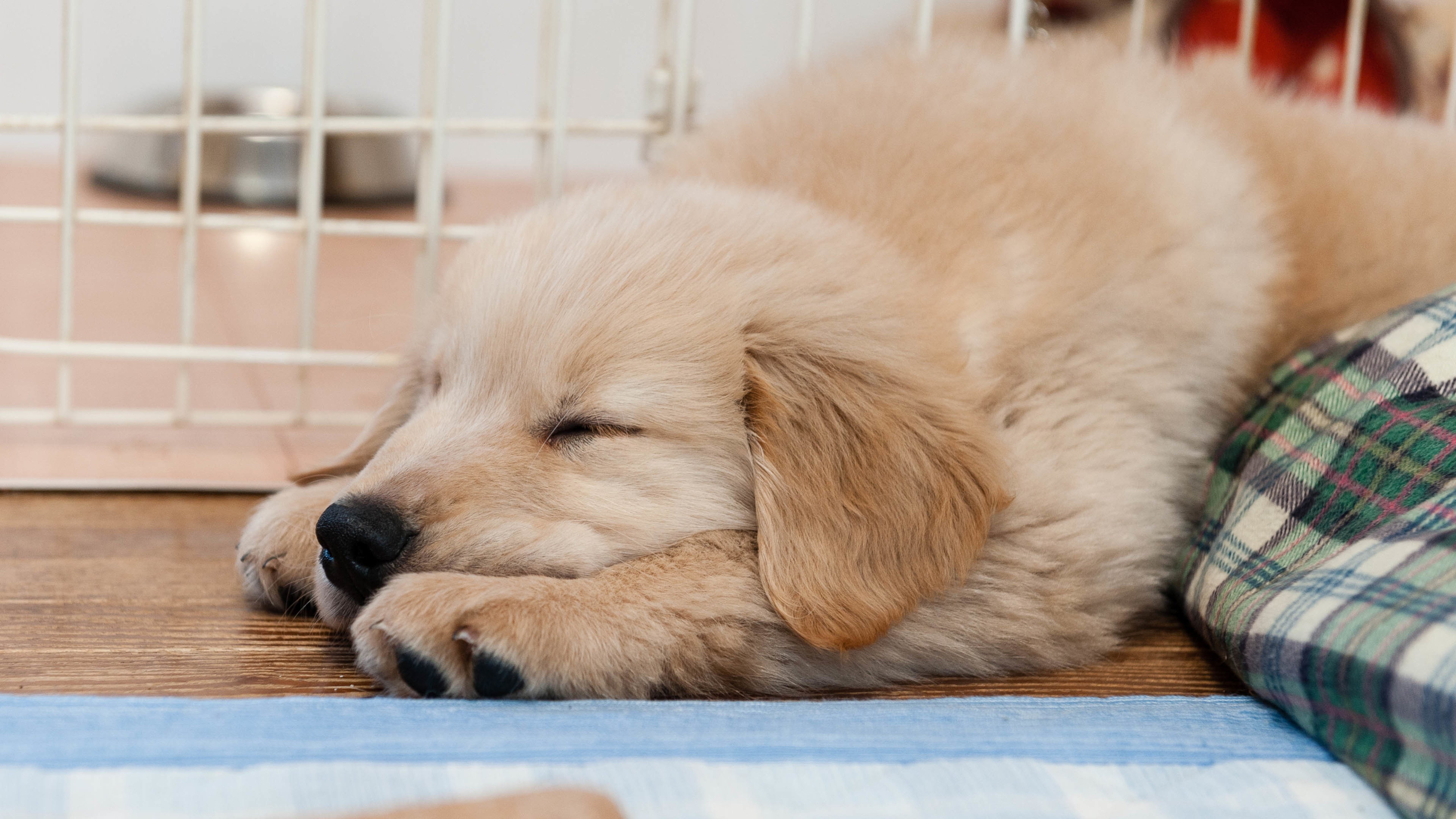 汪星人,狗,金毛