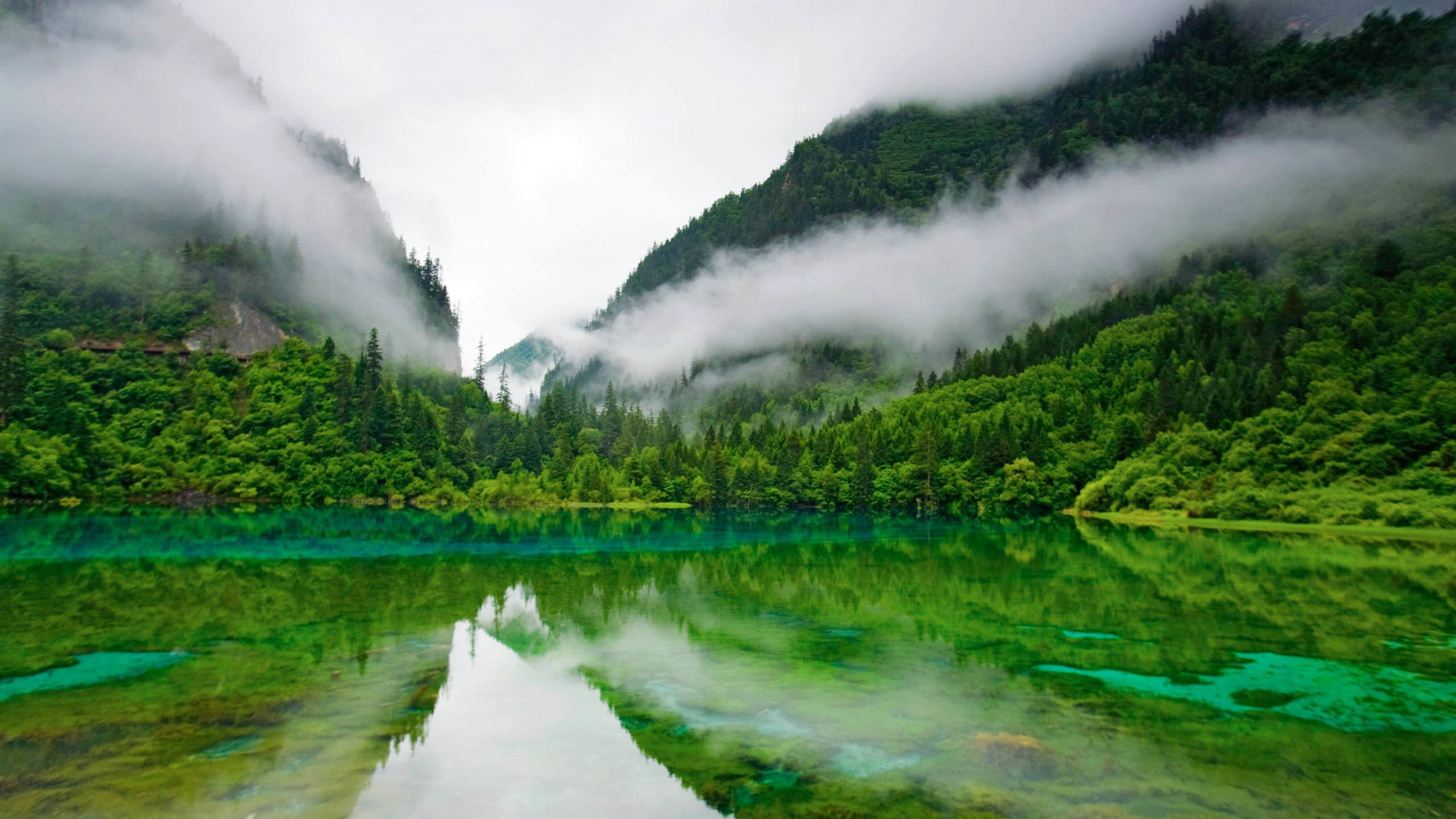 森林,湖水,迷雾,绿色